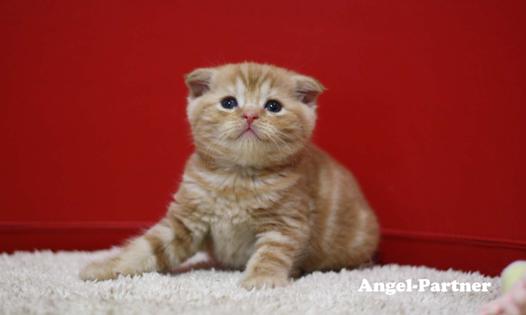 スコティッシュフォールドの子猫画像