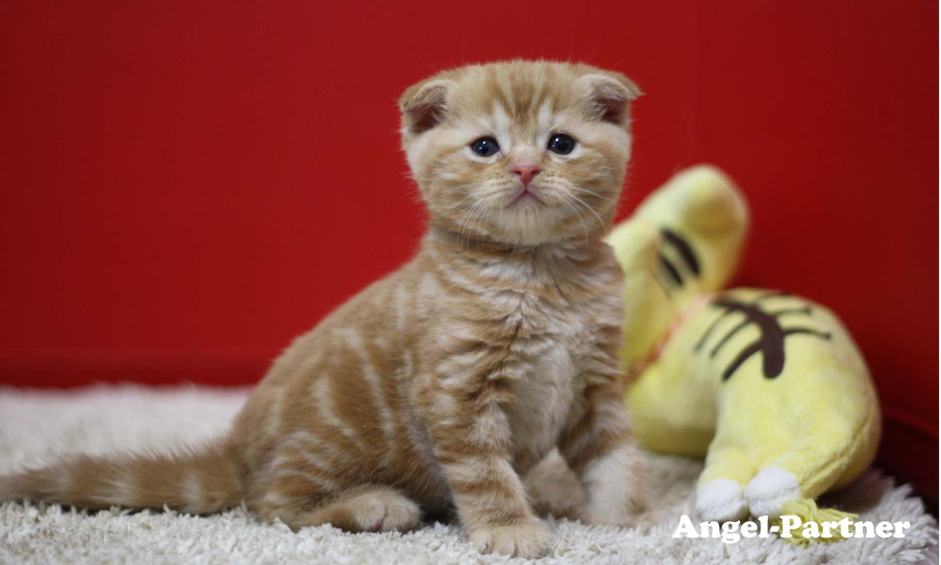 スコティッシュフォールドの子猫画像