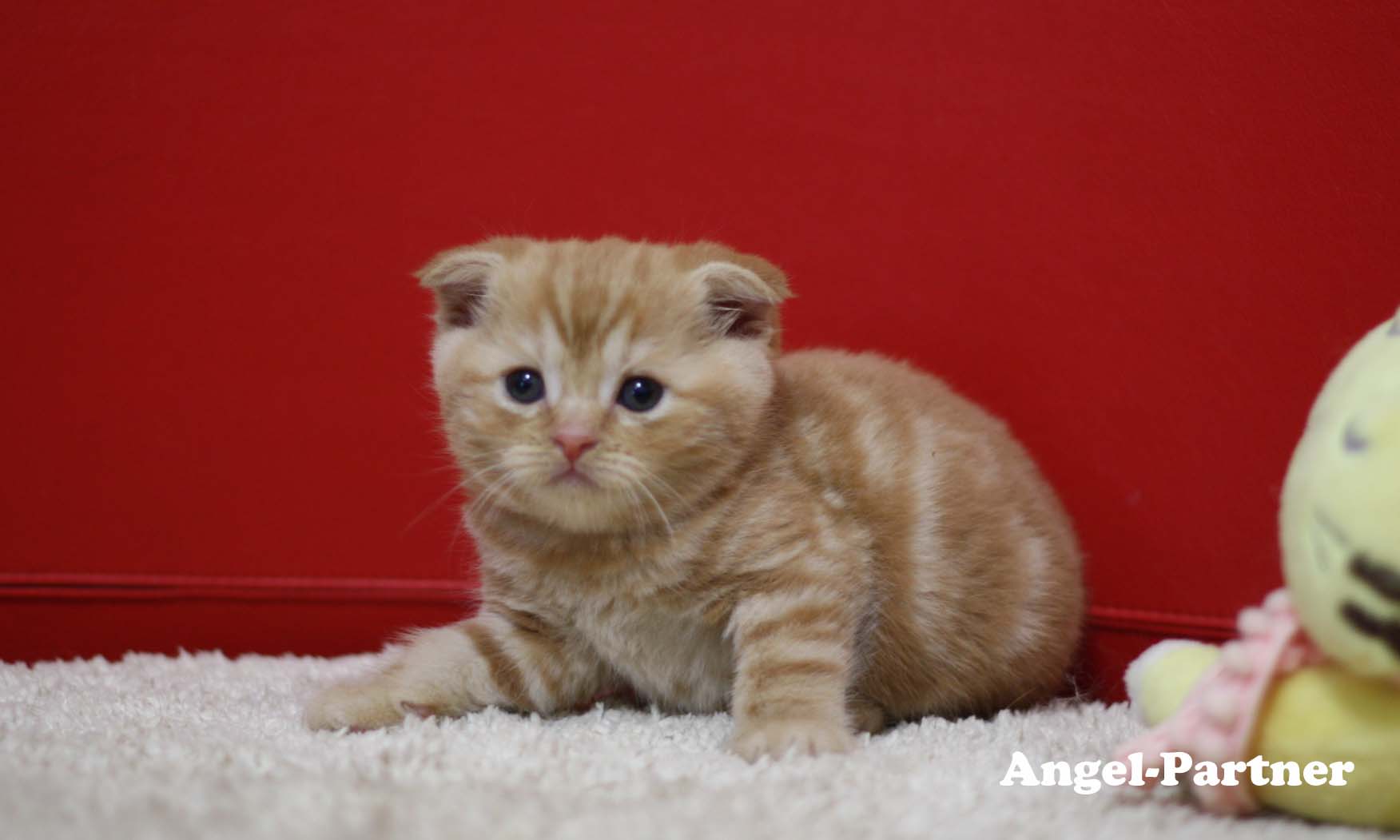 スコティッシュフォールドの子猫画像