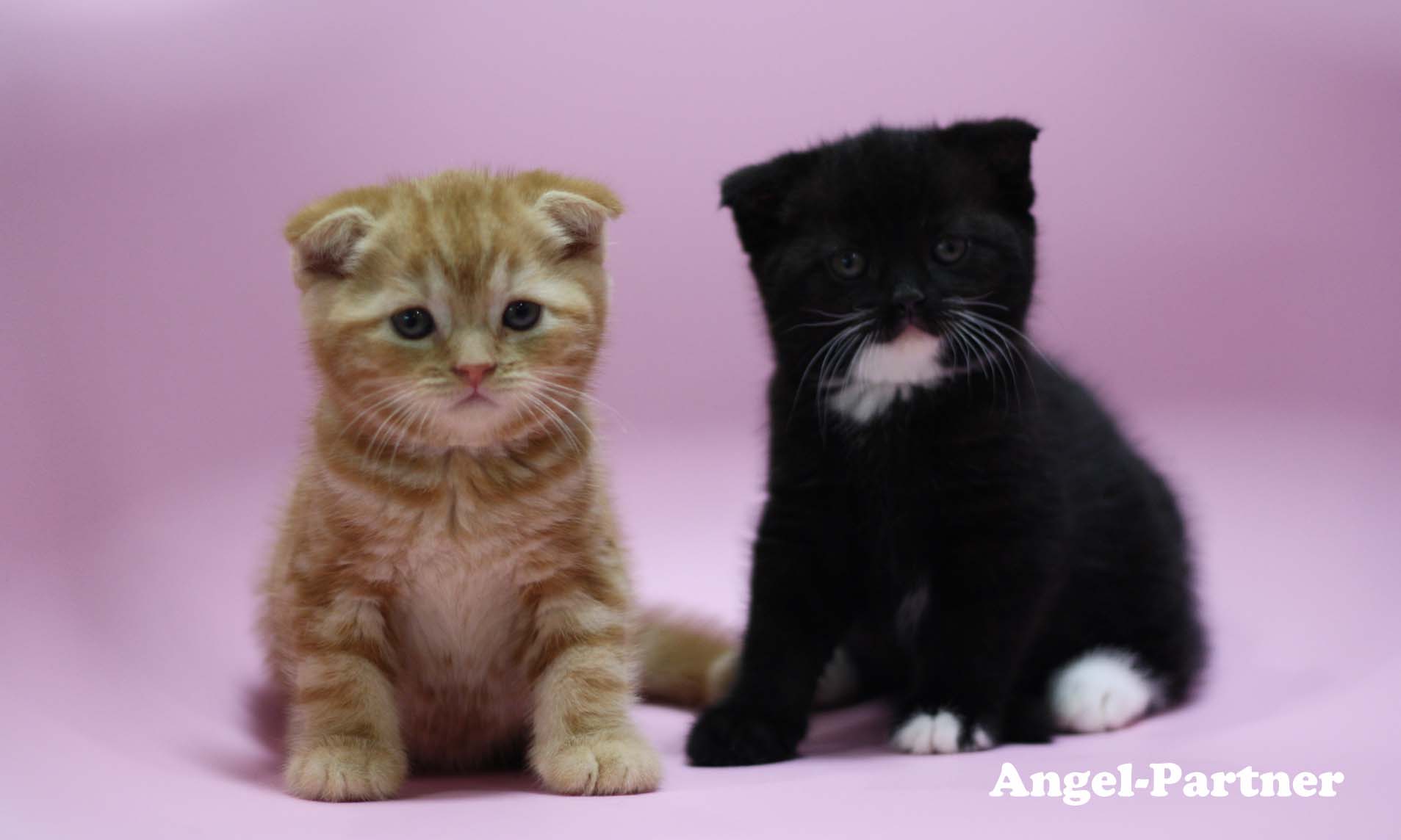 スコティッシュフォールドの子猫画像