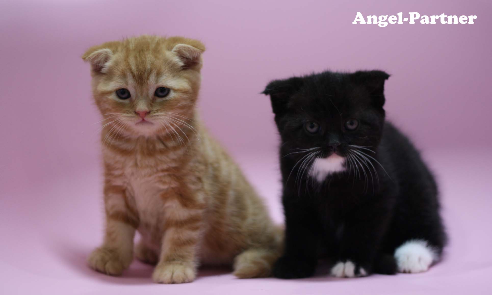 スコティッシュフォールドの子猫画像