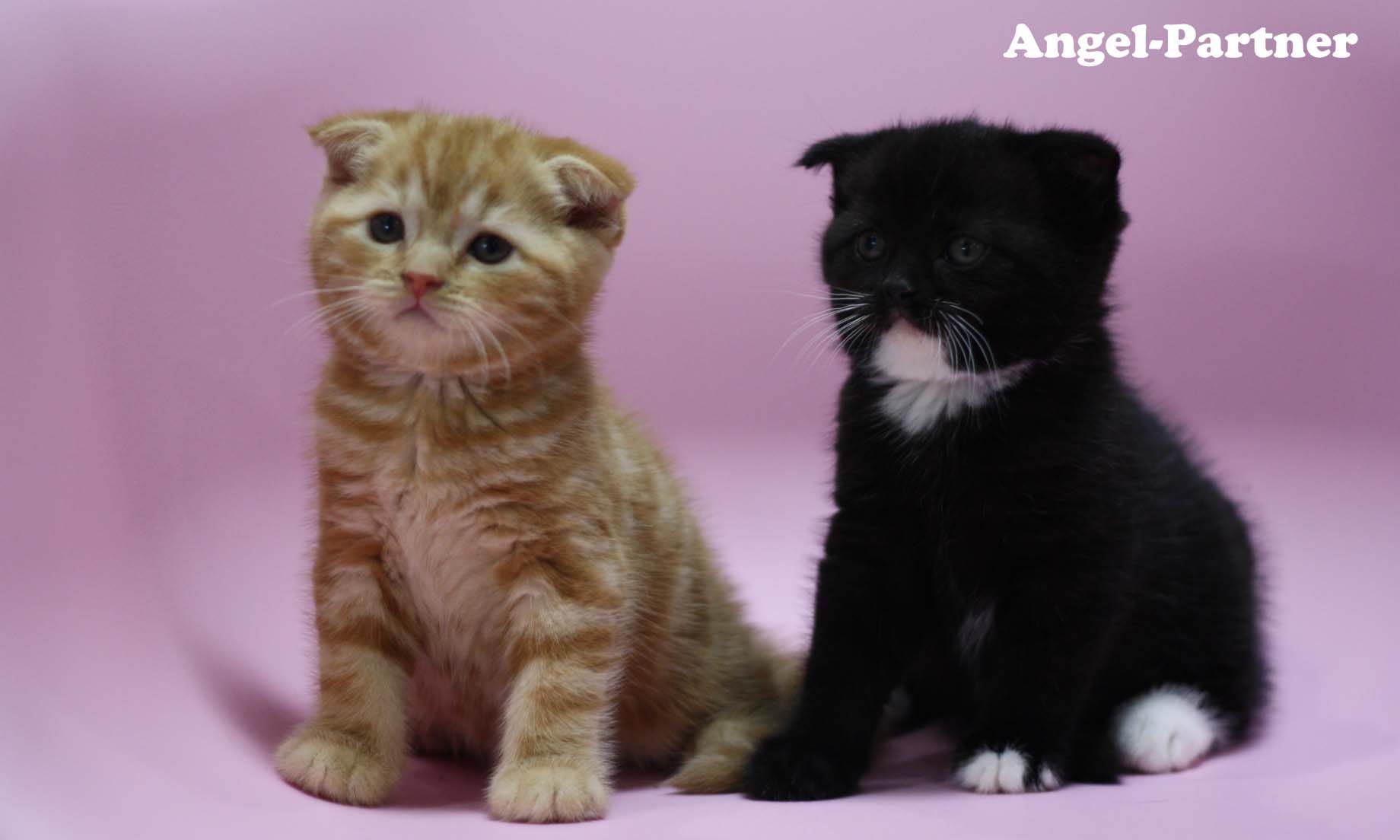 スコティッシュフォールドの子猫画像