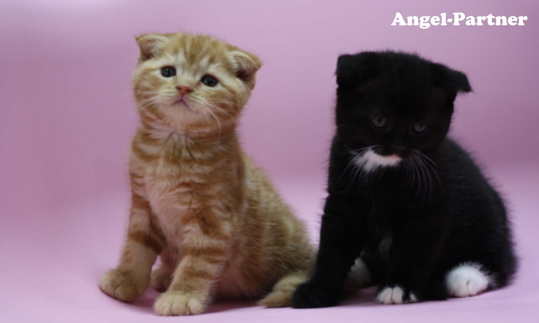 スコティッシュフォールドの子猫画像
