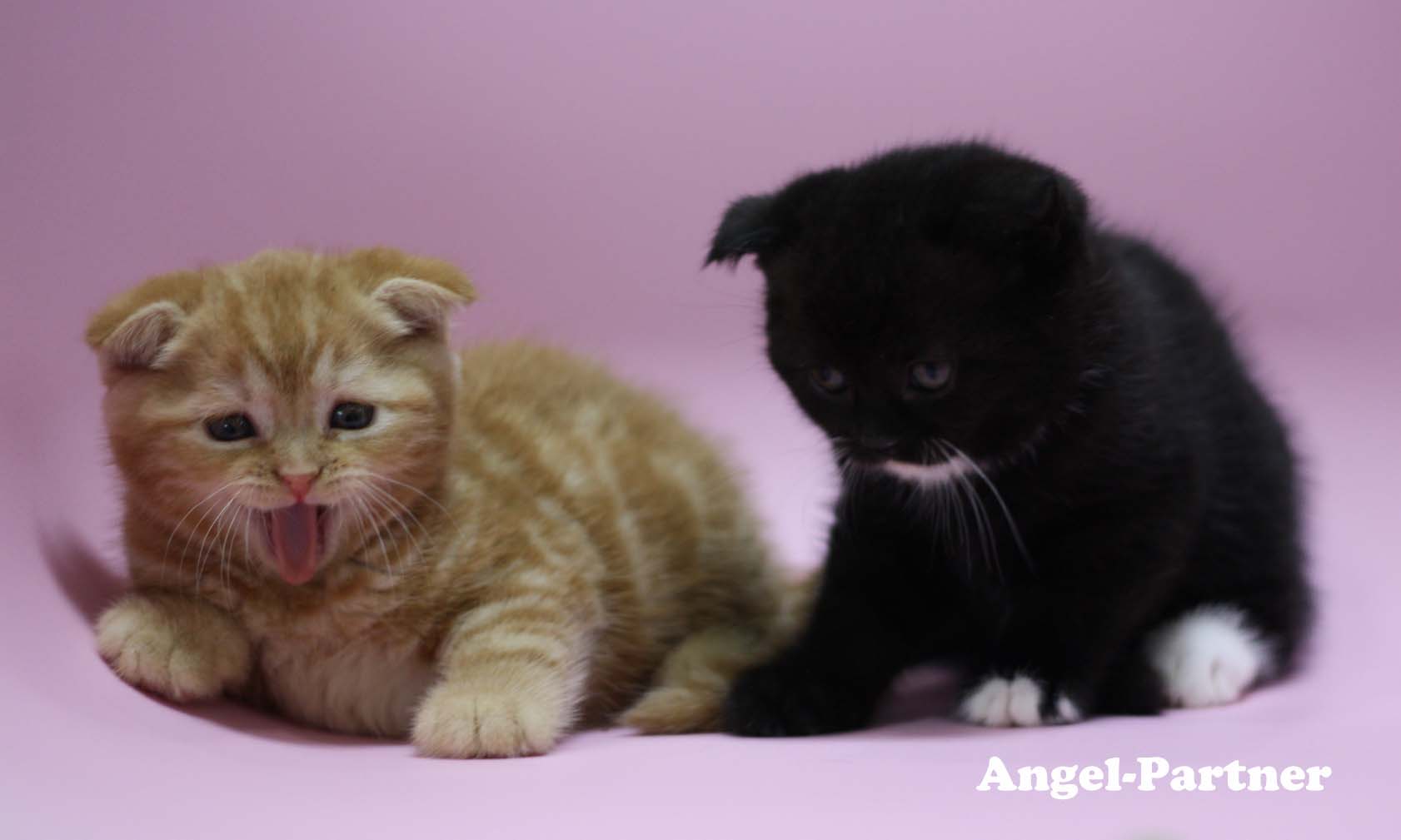 スコティッシュフォールドの子猫画像