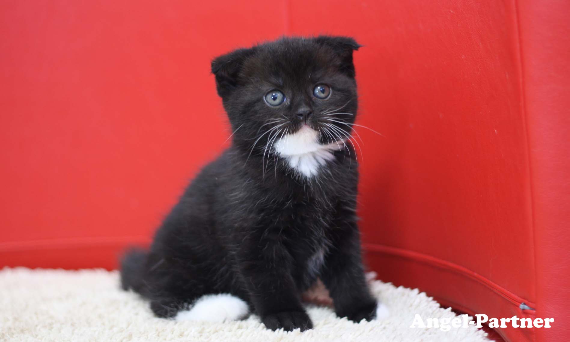 スコティッシュフォールドの子猫画像