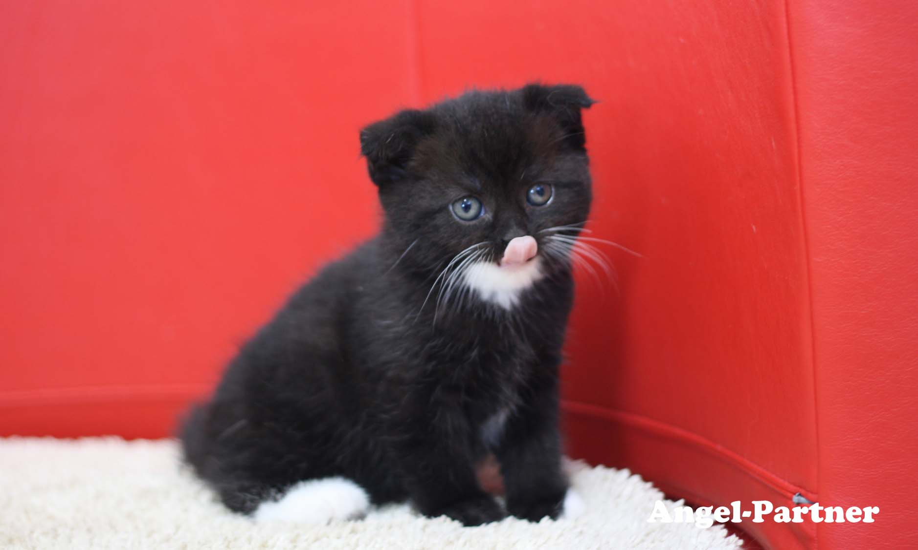 スコティッシュフォールドの子猫画像