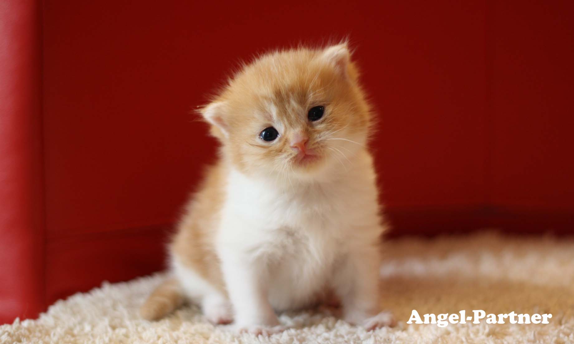 スコティッシュフォールドの子猫画像