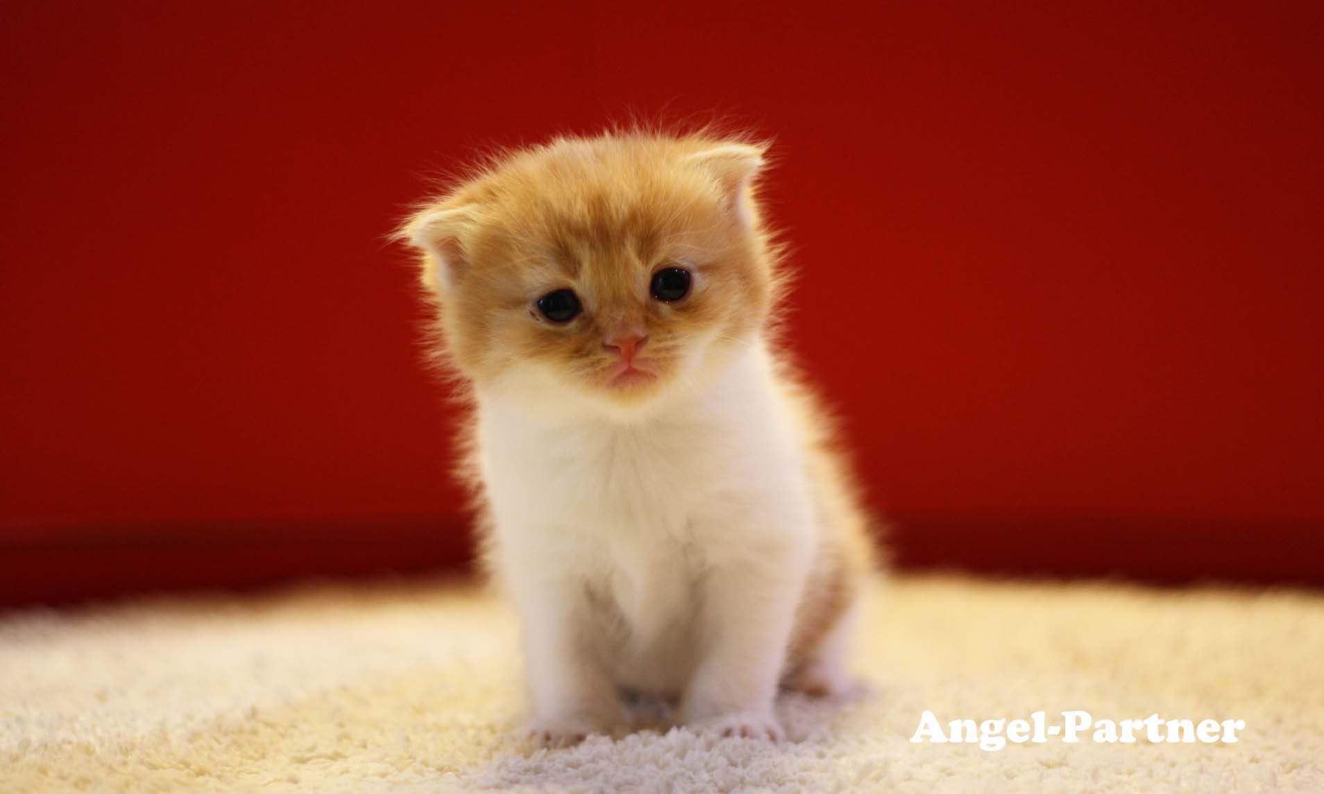 スコティッシュフォールドの子猫画像