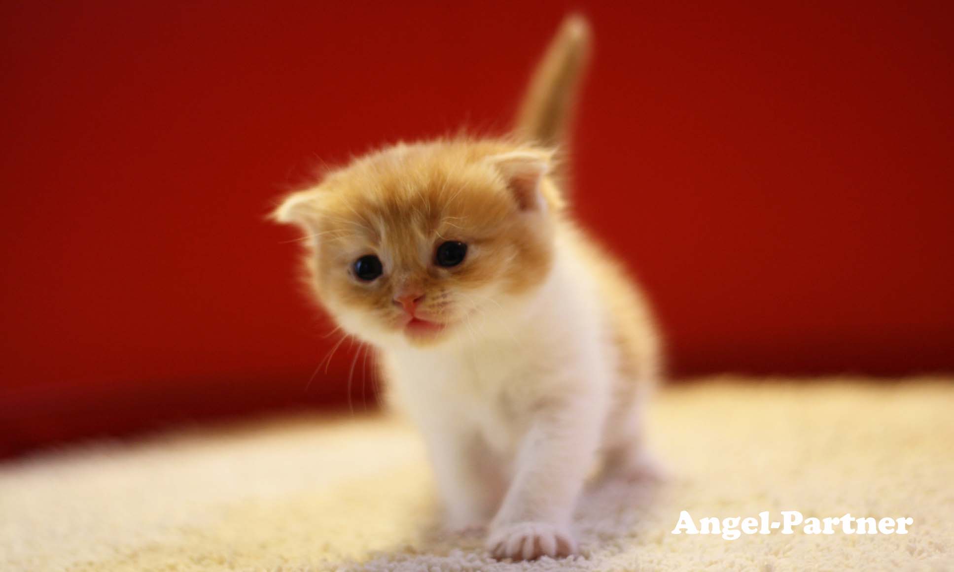 スコティッシュフォールドの子猫画像