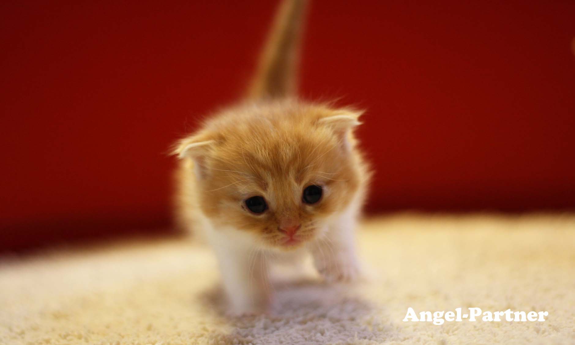 スコティッシュフォールドの子猫画像