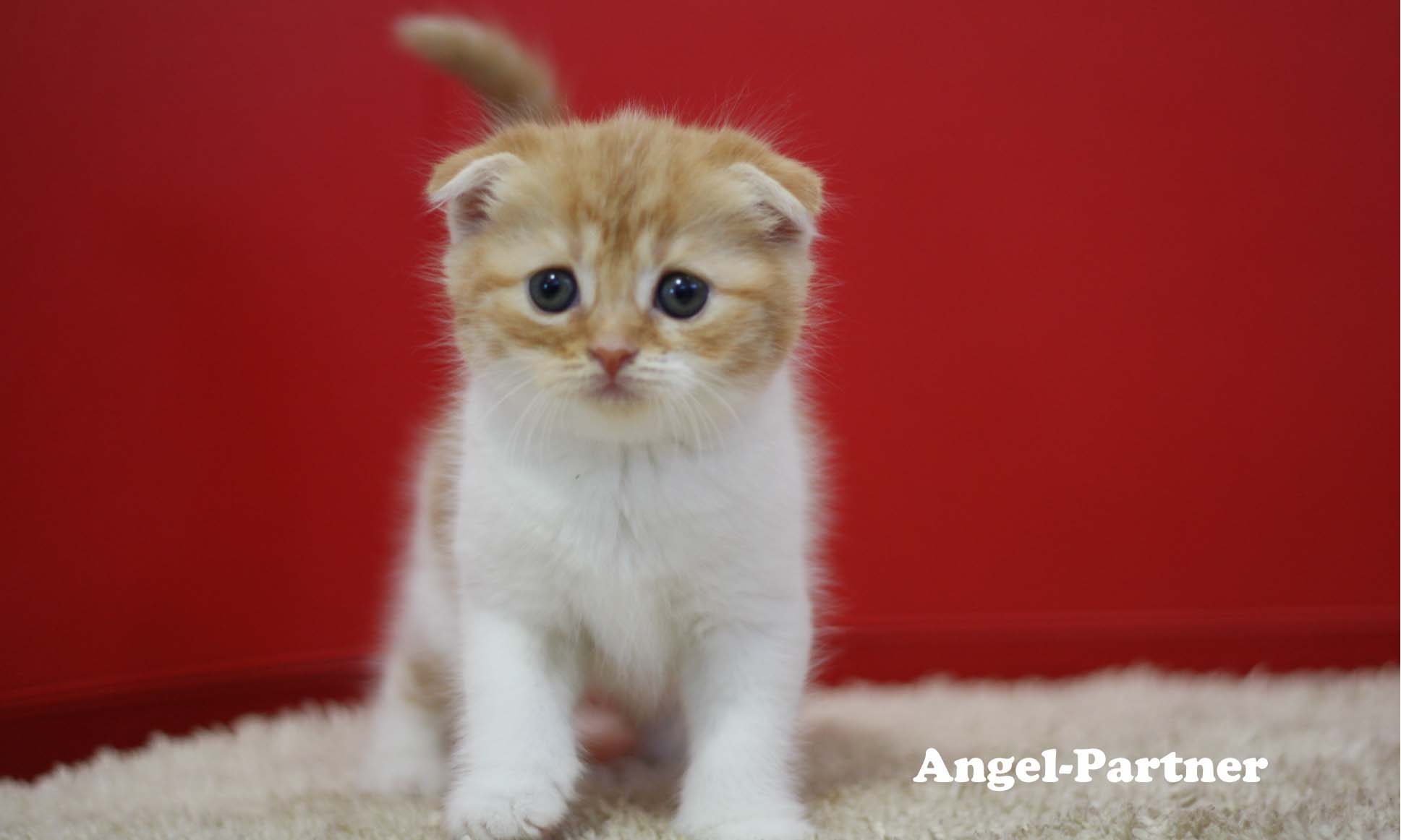 スコティッシュフォールドの子猫画像