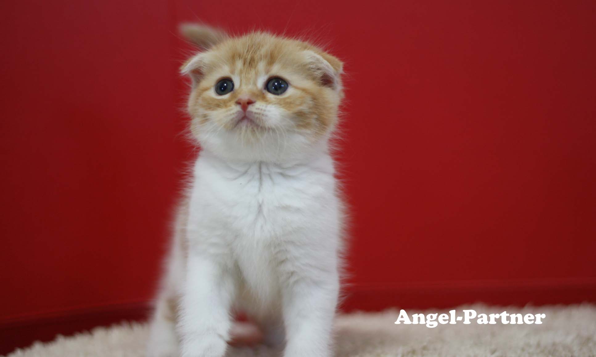 スコティッシュフォールドの子猫画像