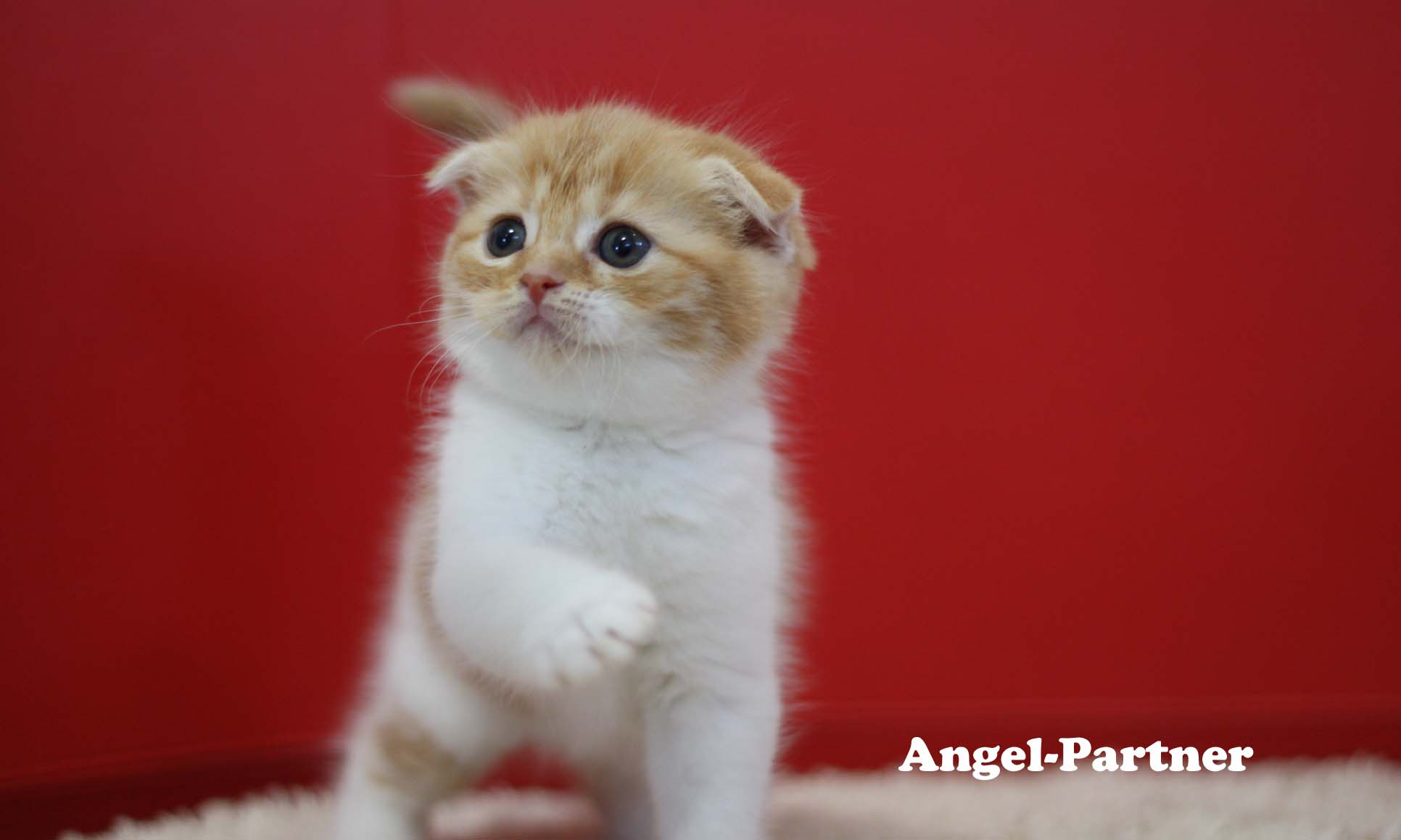 スコティッシュフォールドの子猫画像