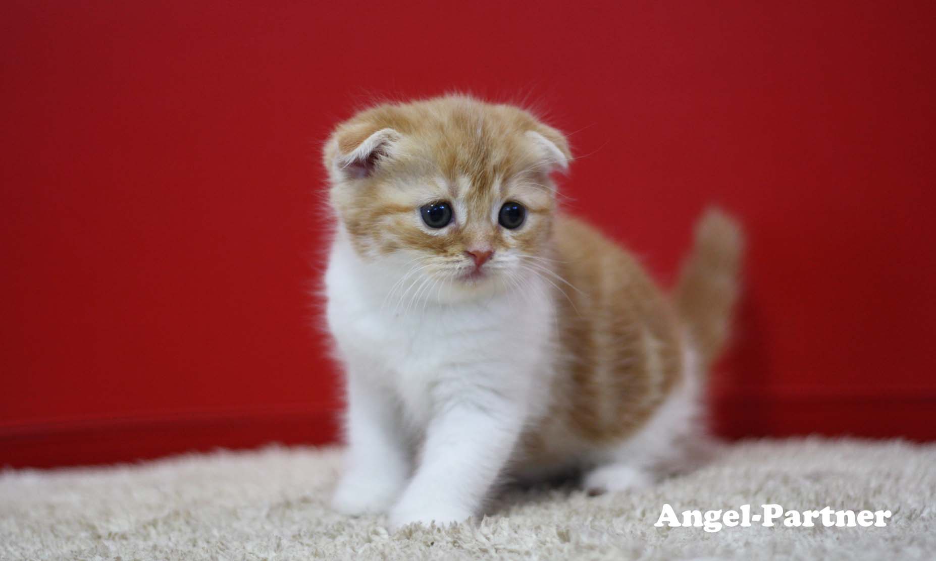 スコティッシュフォールドの子猫画像