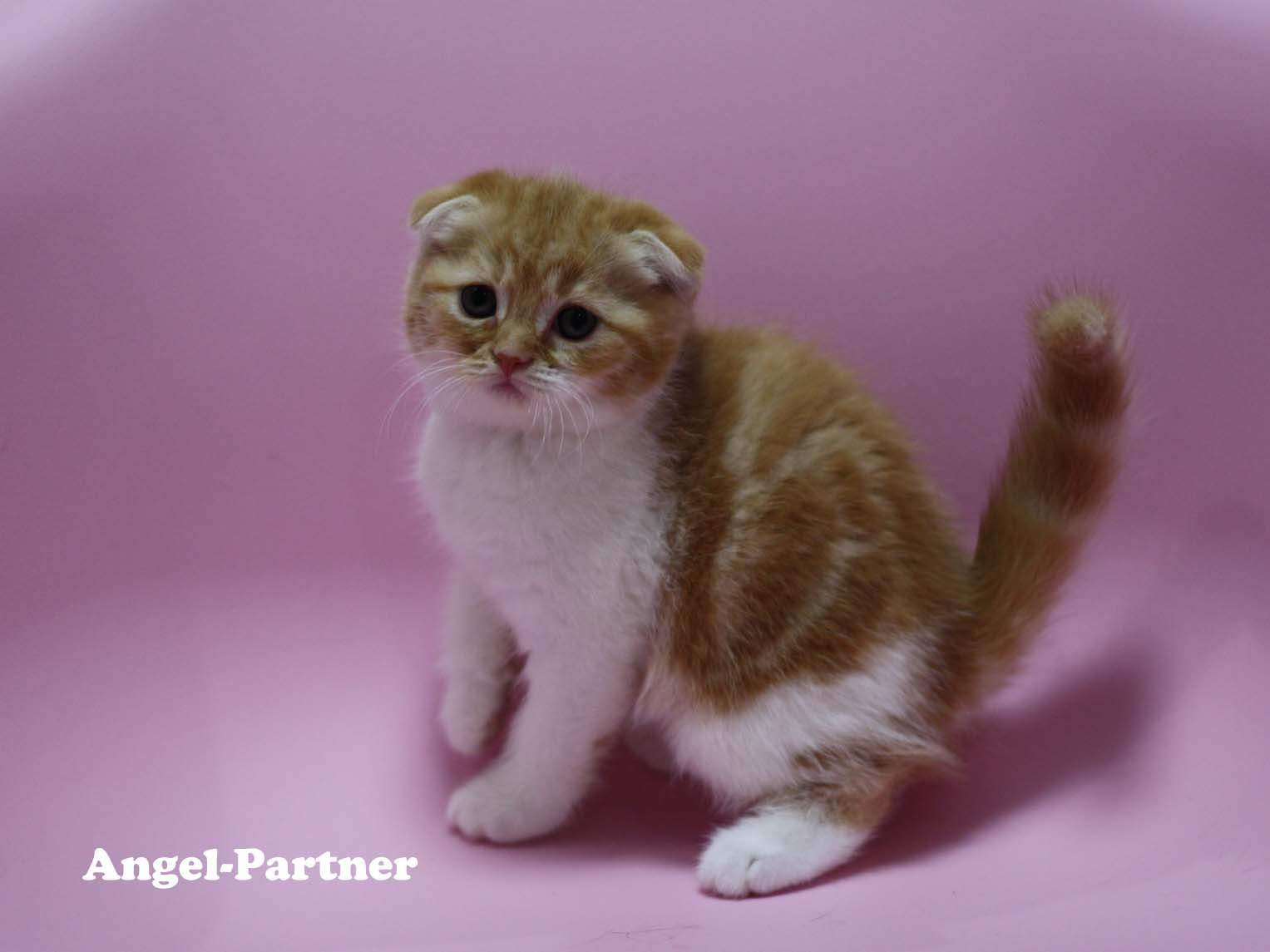 スコティッシュフォールドの子猫画像