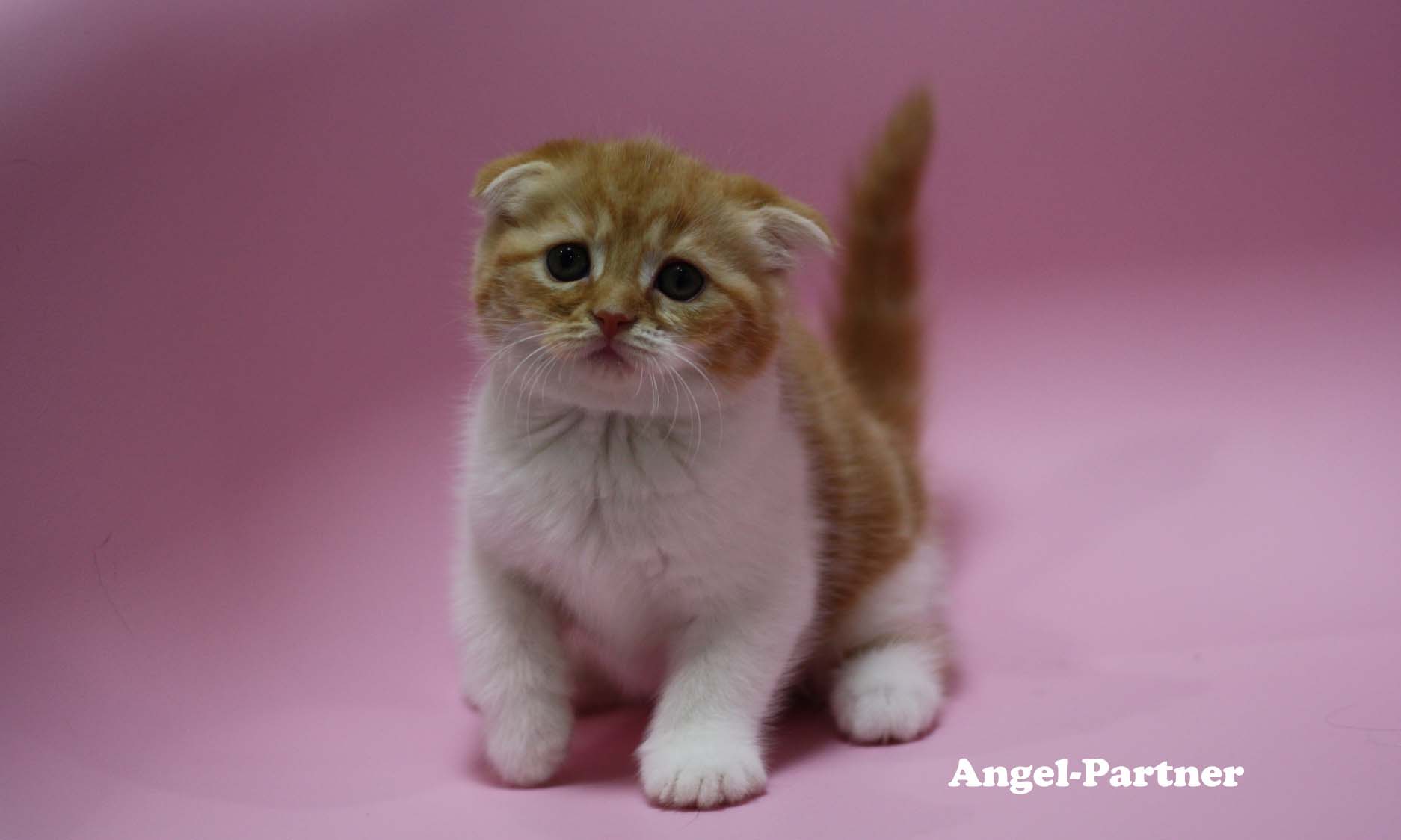 スコティッシュフォールドの子猫画像
