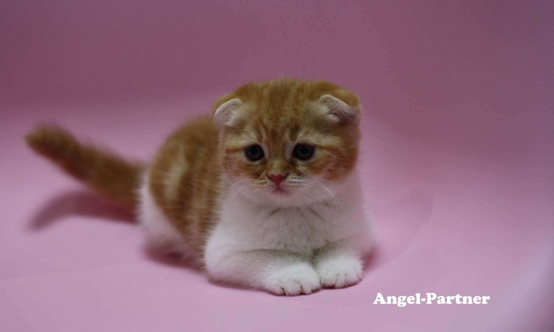 スコティッシュフォールドの子猫画像