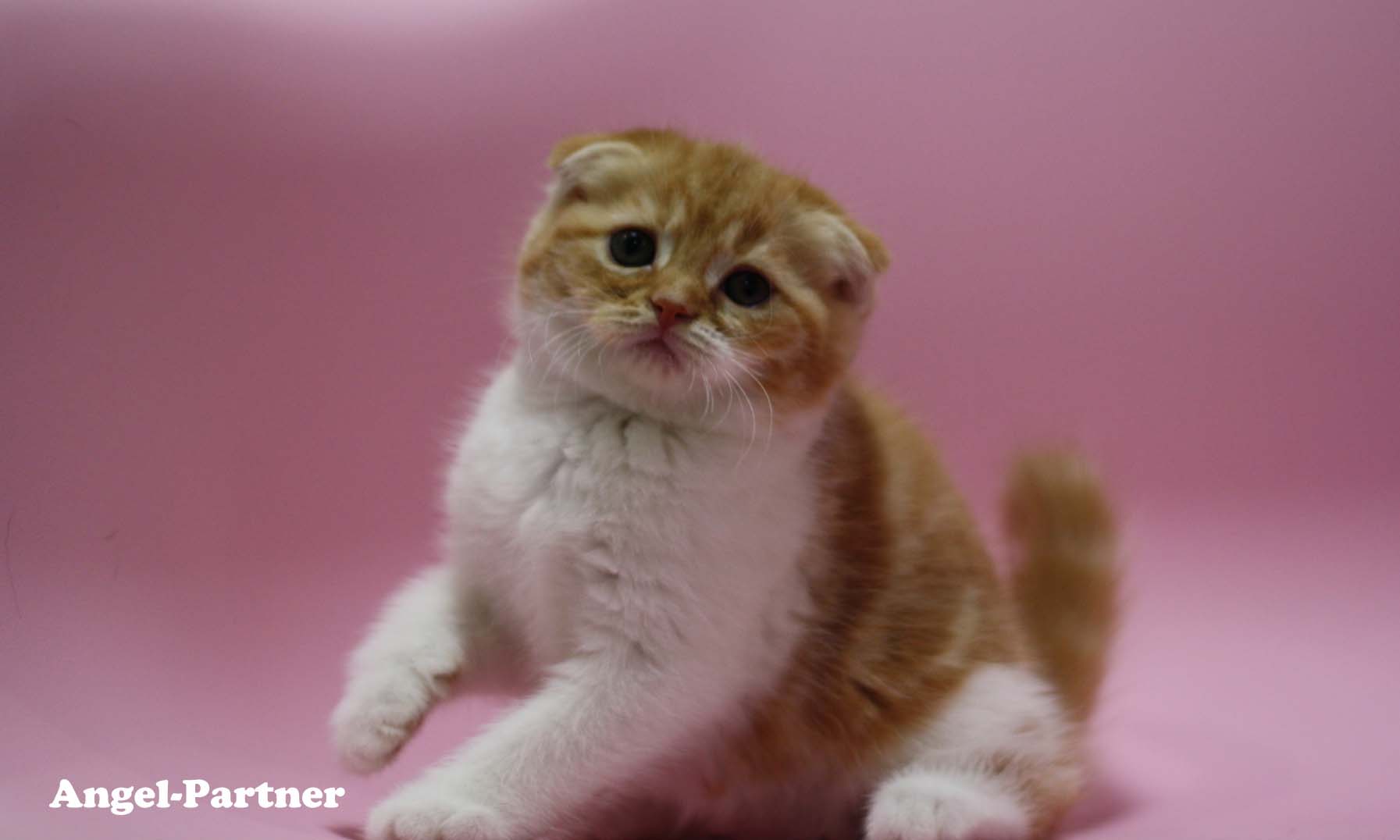 スコティッシュフォールドの子猫画像