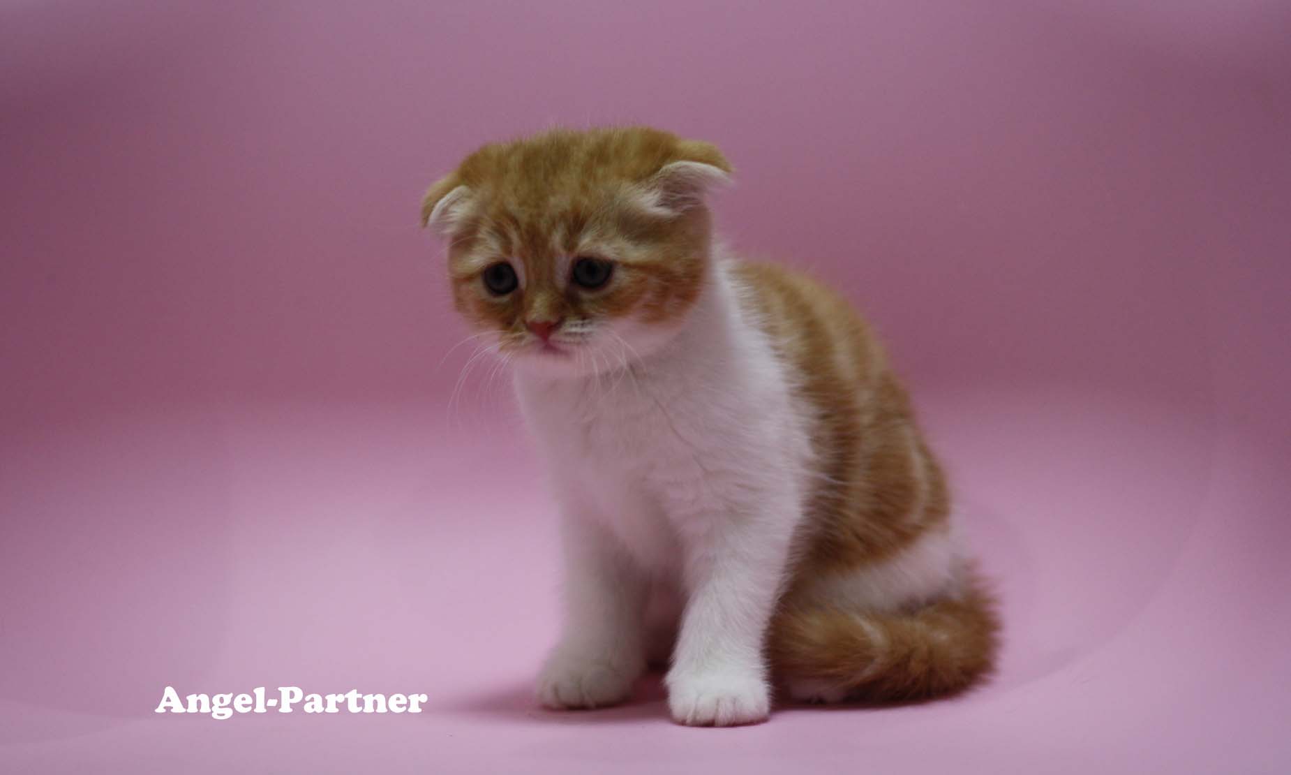 スコティッシュフォールドの子猫画像