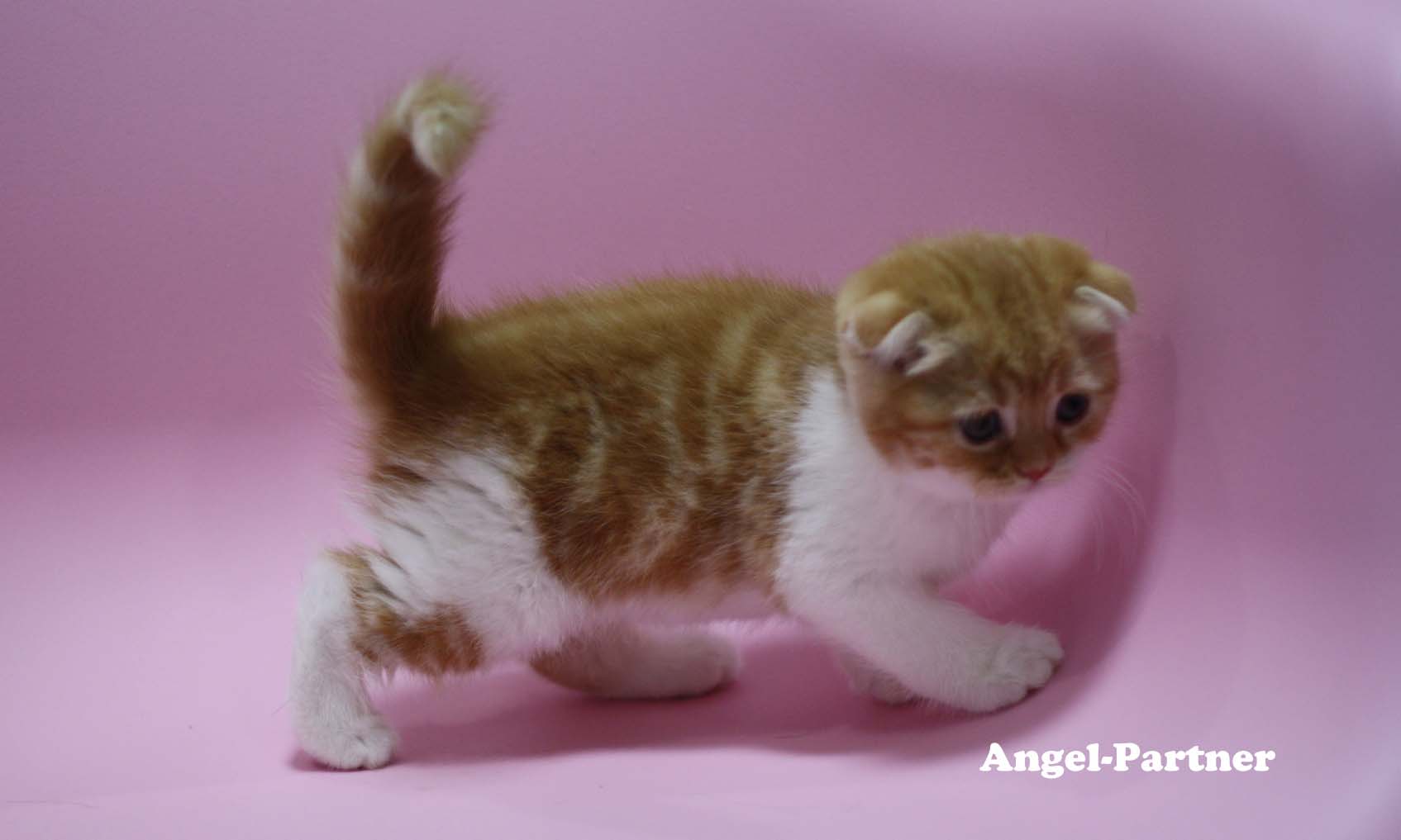 スコティッシュフォールドの子猫画像