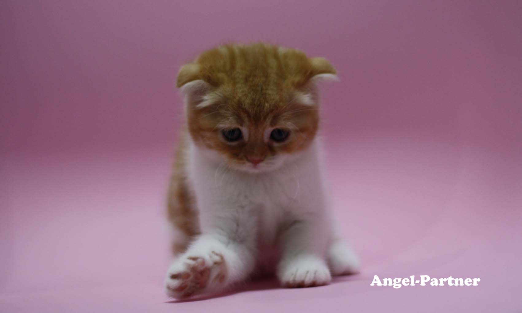 スコティッシュフォールドの子猫画像