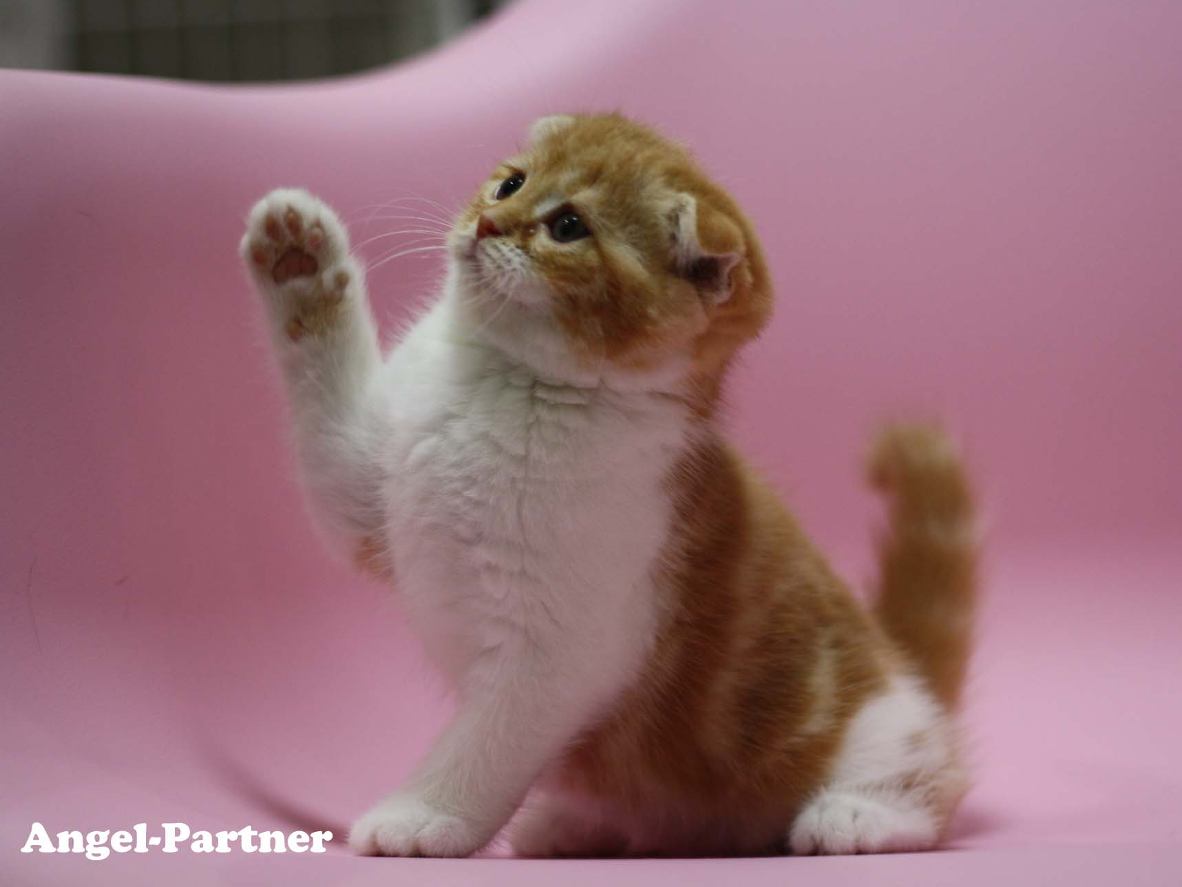スコティッシュフォールドの子猫画像