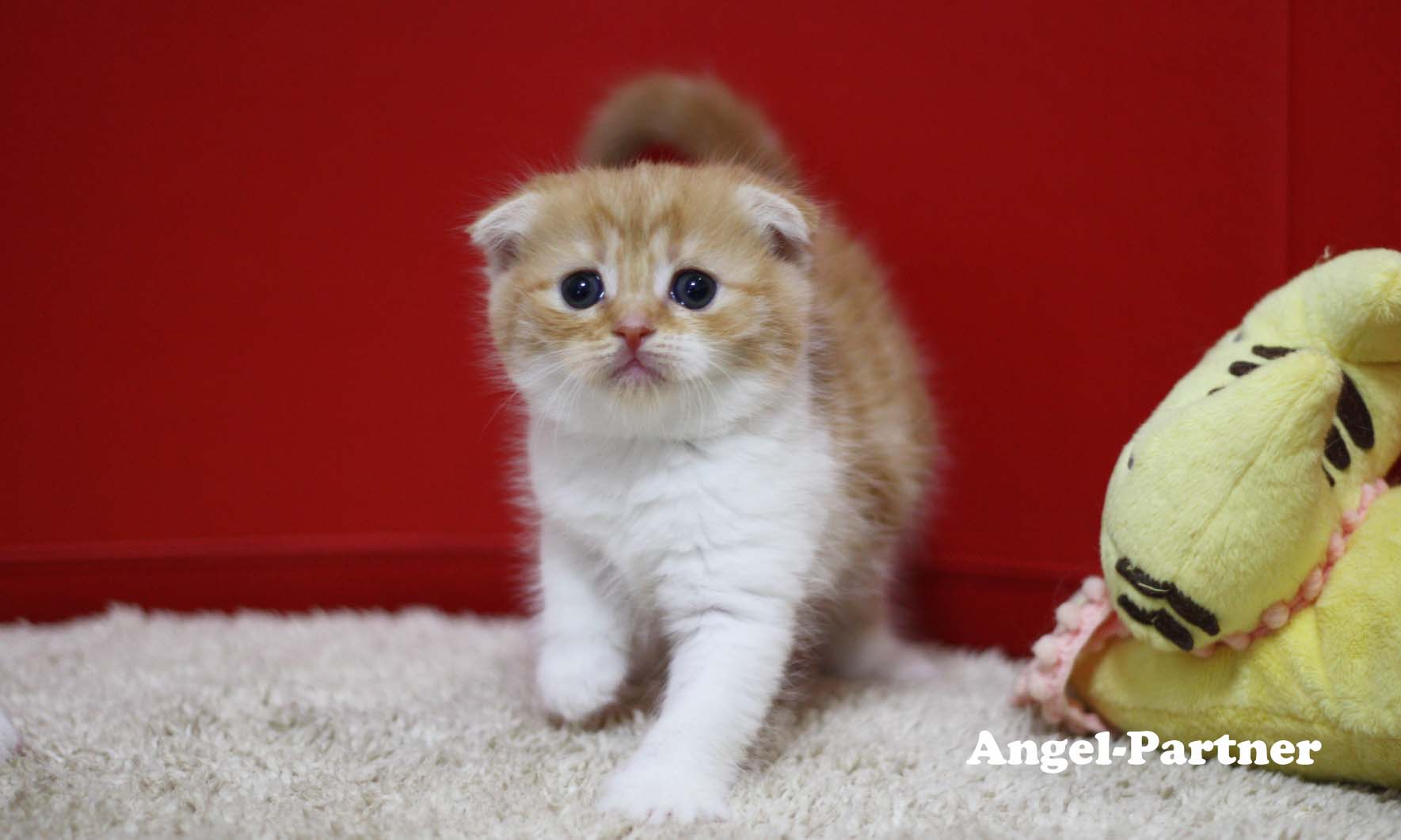 スコティッシュフォールドの子猫画像