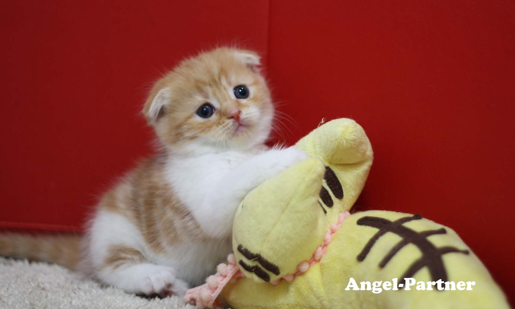 スコティッシュフォールドの子猫画像