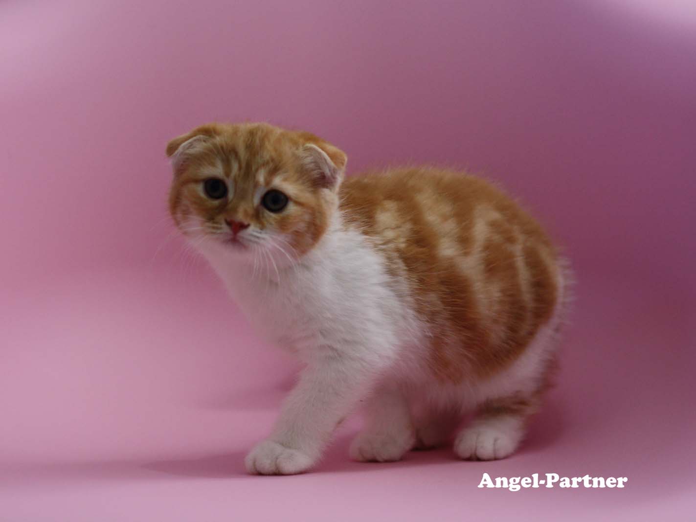 スコティッシュフォールドの子猫画像