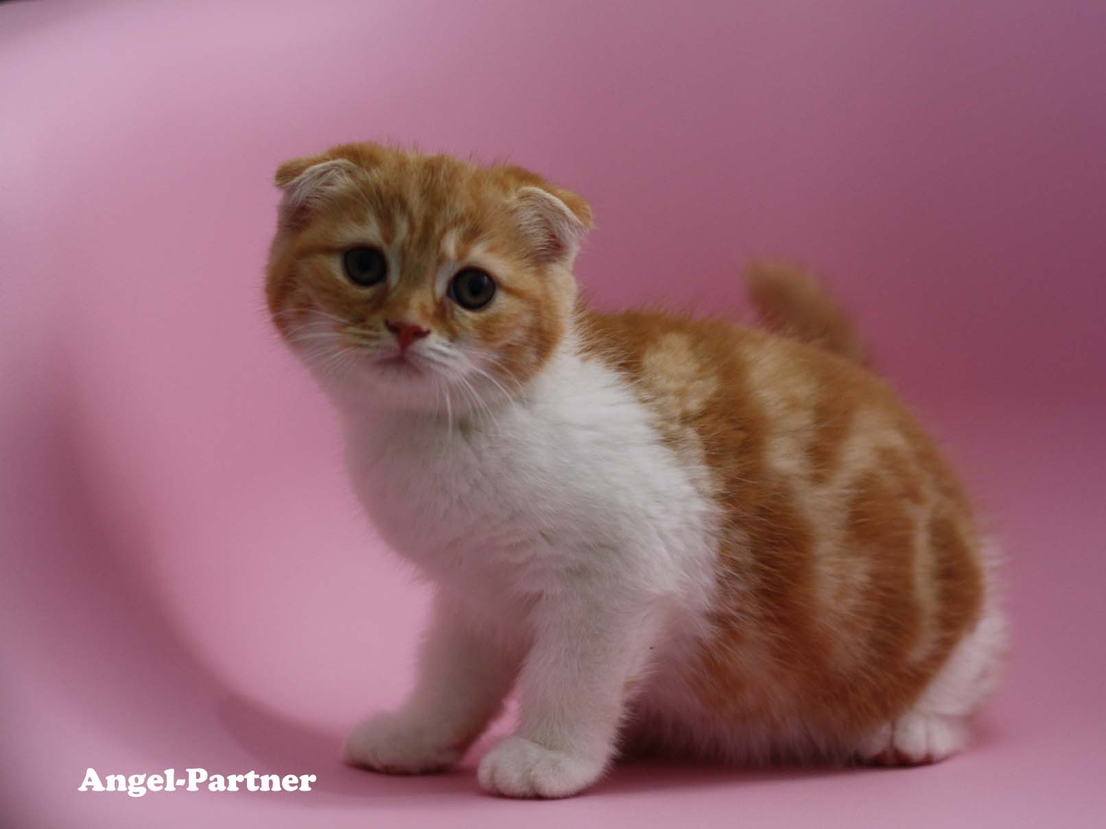スコティッシュフォールドの子猫画像