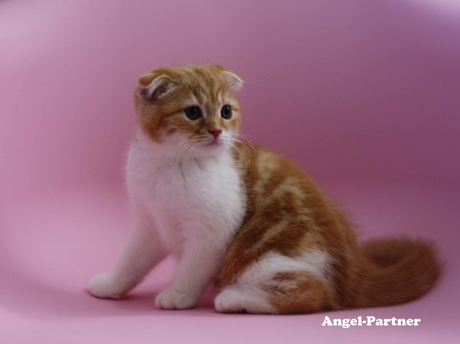 スコティッシュフォールドの子猫画像