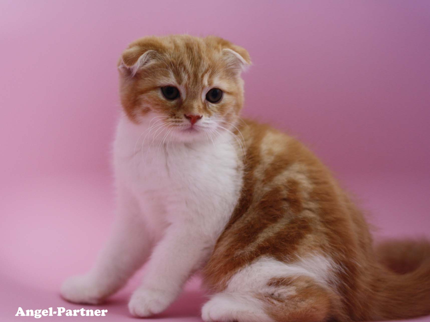スコティッシュフォールドの子猫画像