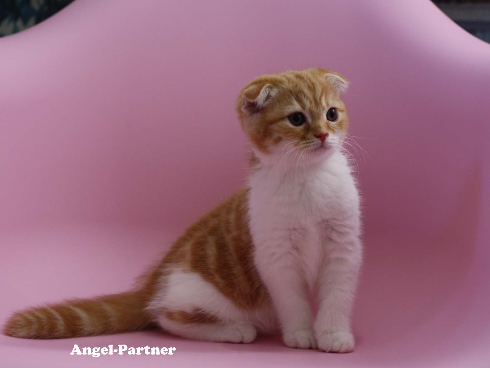 スコティッシュフォールドの子猫画像