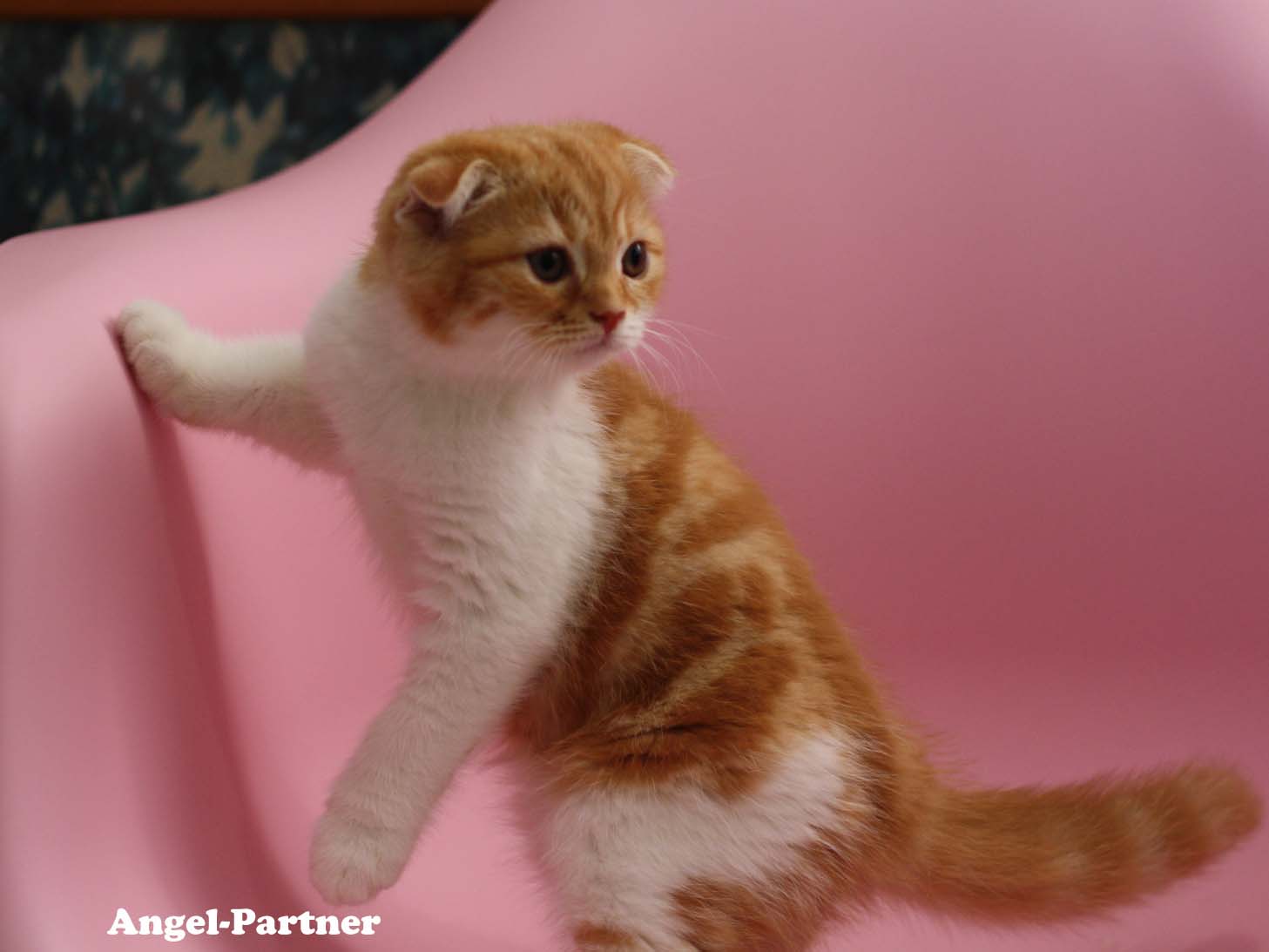 スコティッシュフォールドの子猫画像