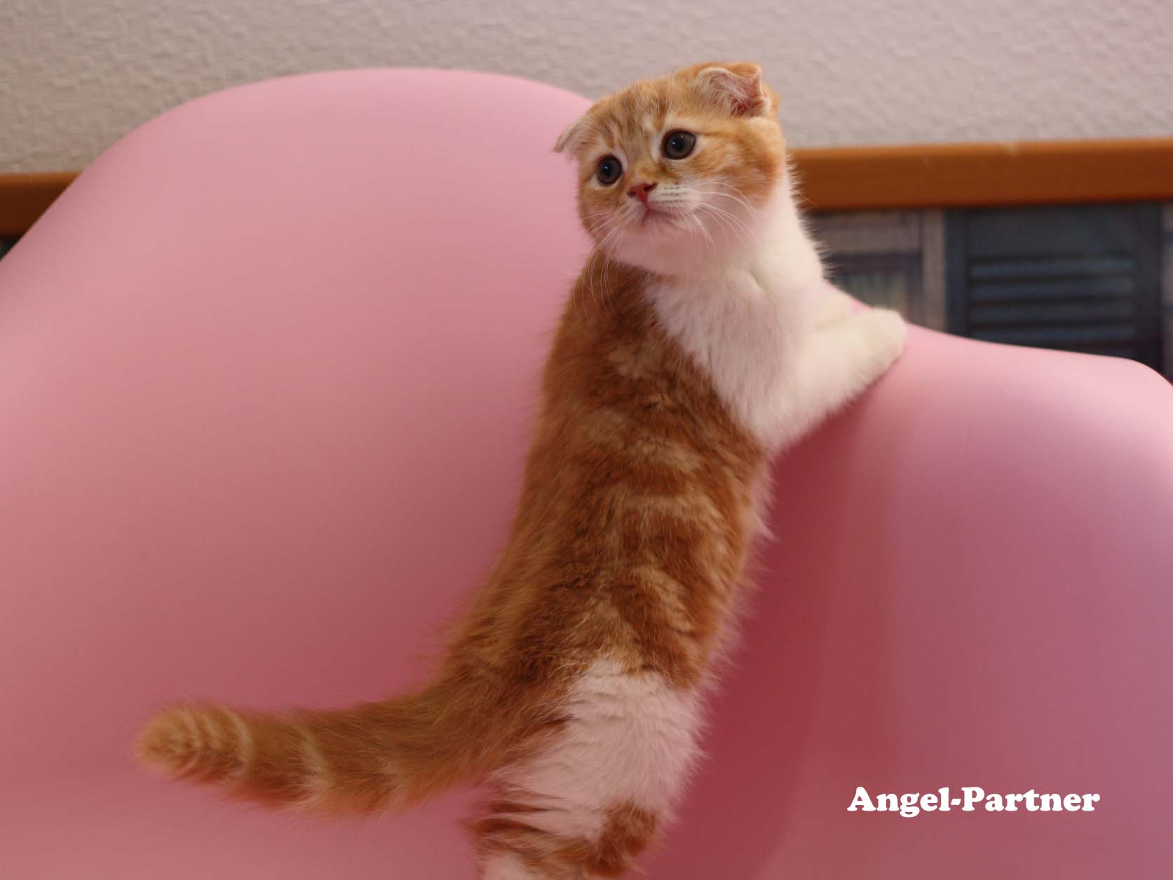 スコティッシュフォールドの子猫画像