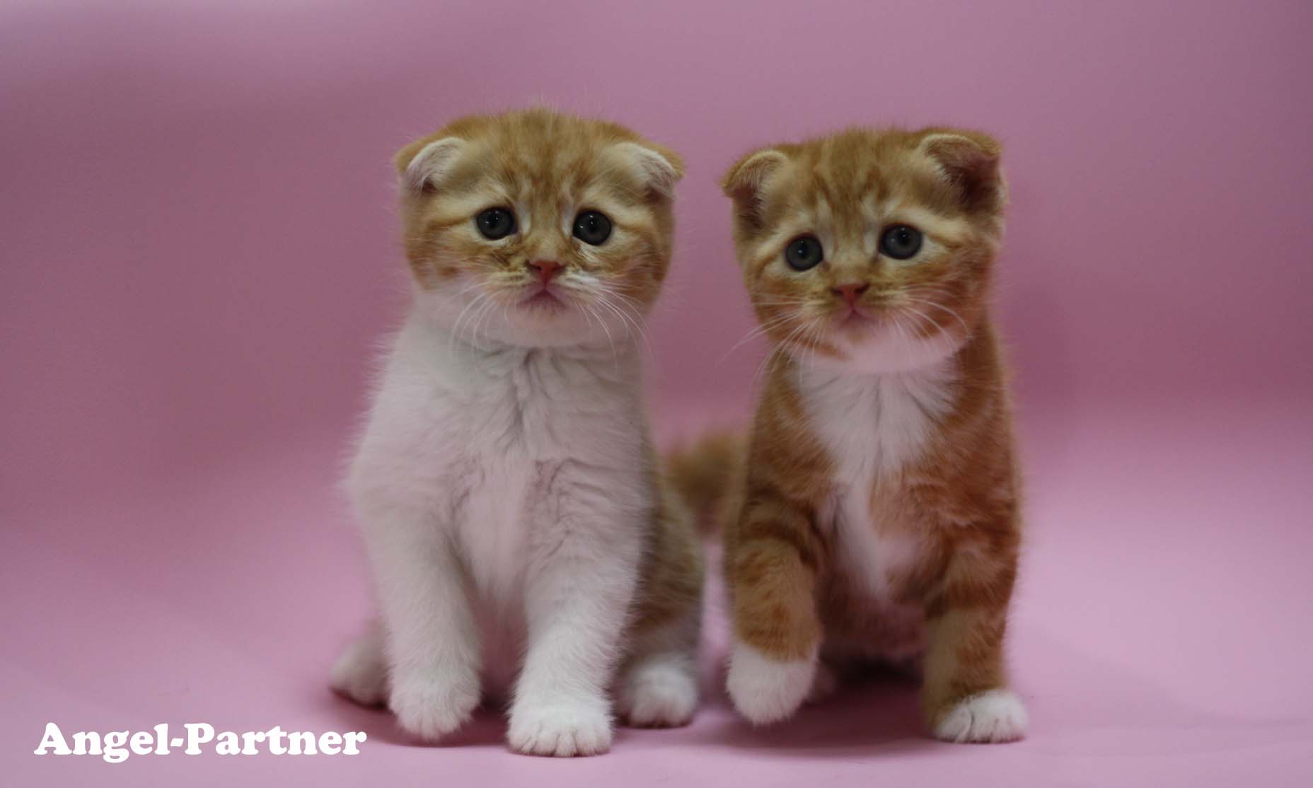 スコティッシュフォールドの子猫画像