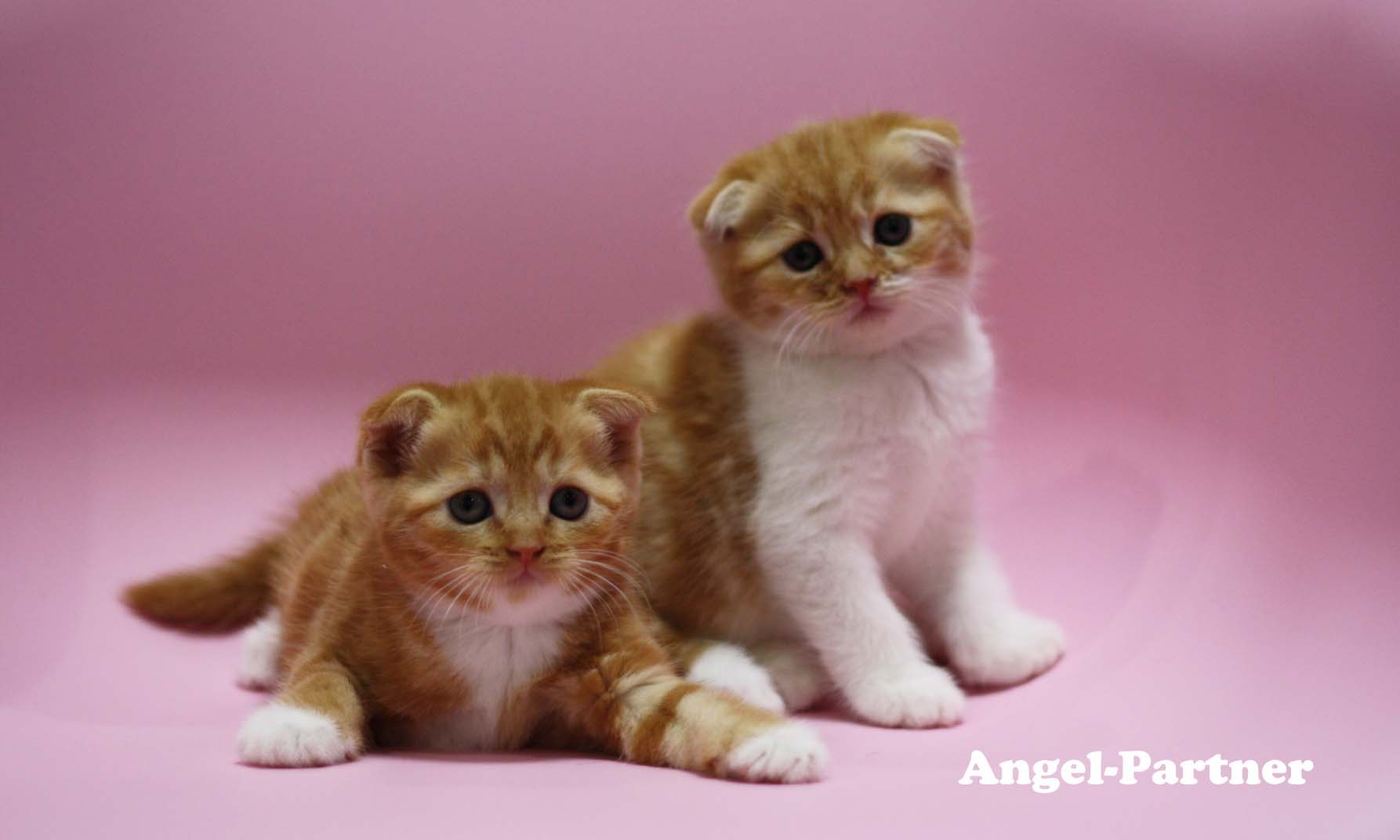 スコティッシュフォールドの子猫画像