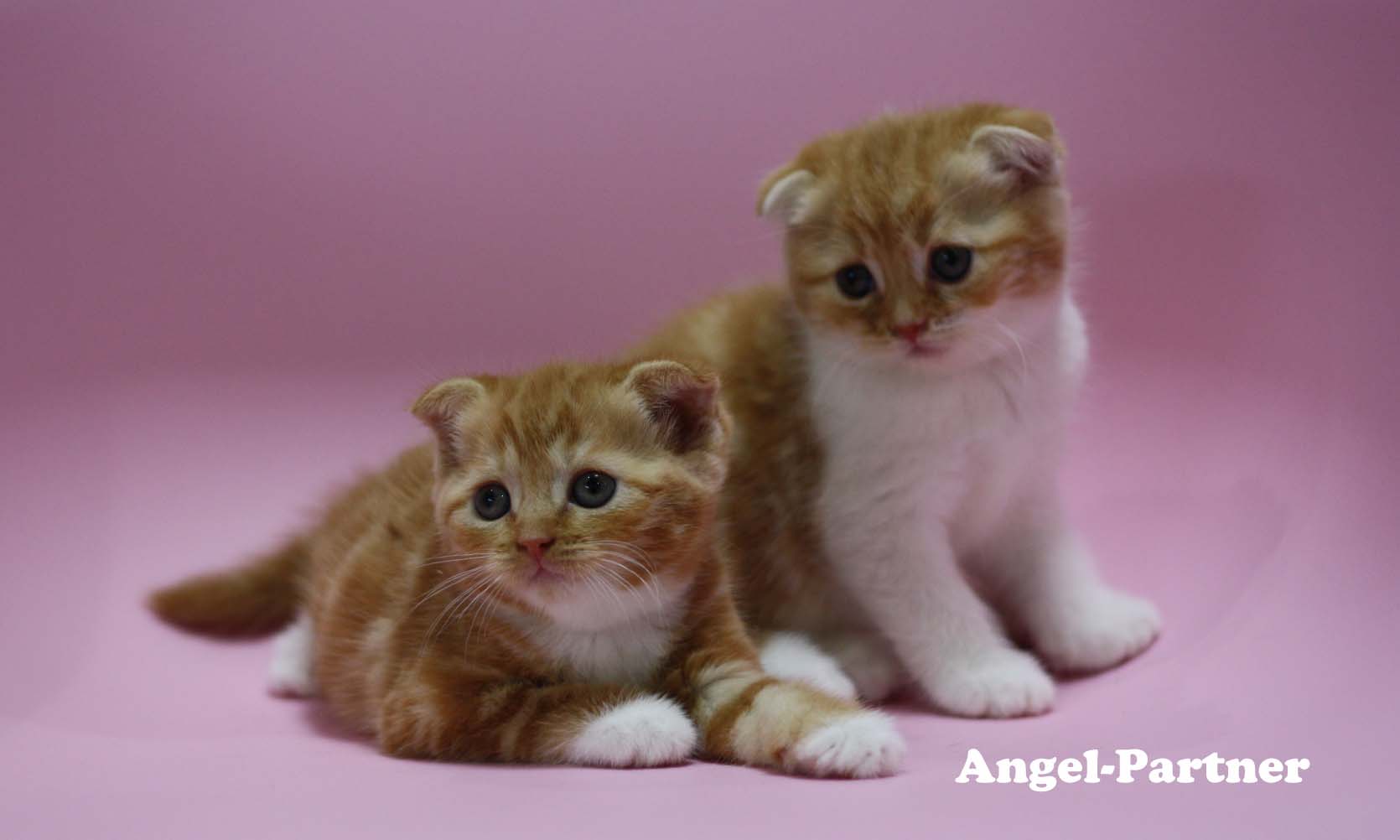 スコティッシュフォールドの子猫画像