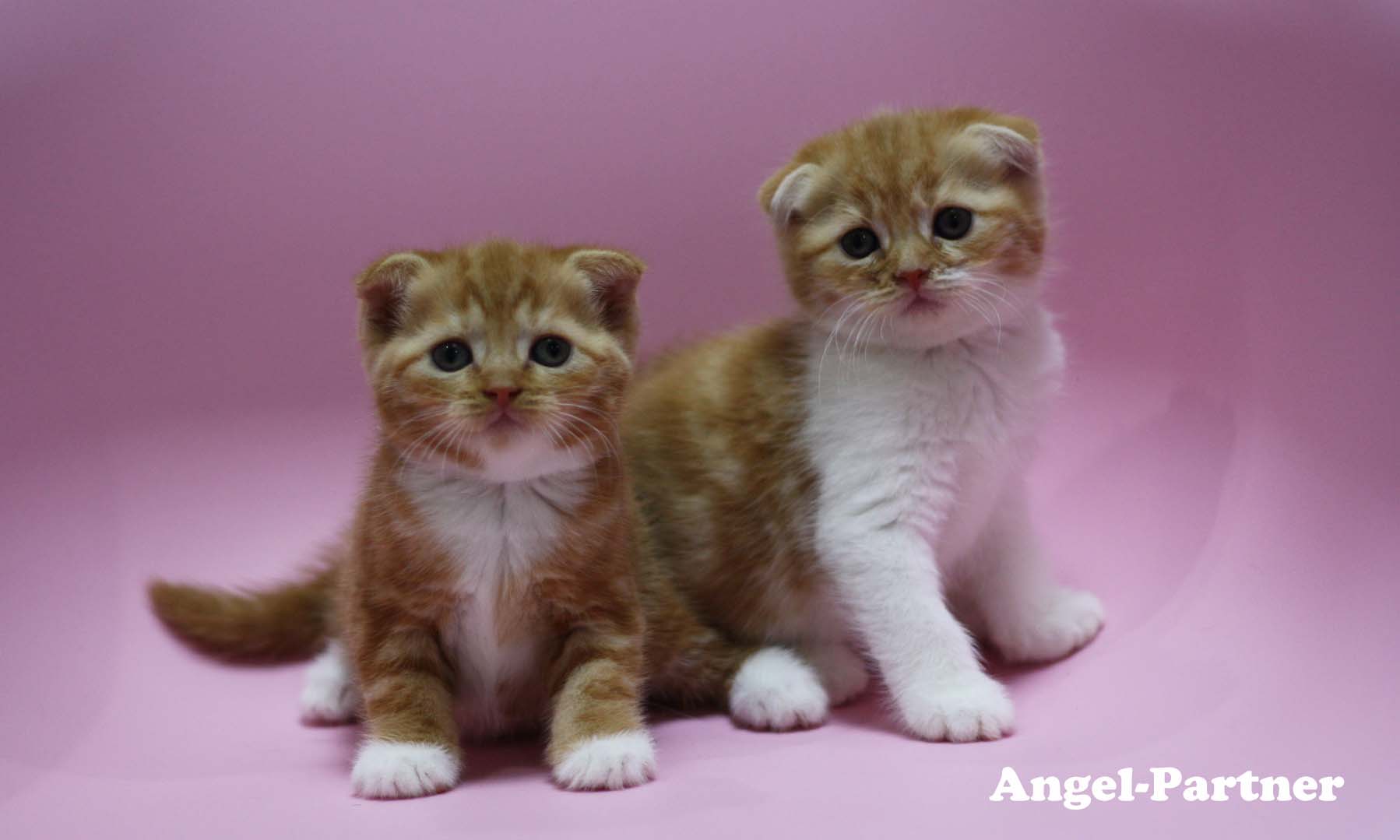 スコティッシュフォールドの子猫画像