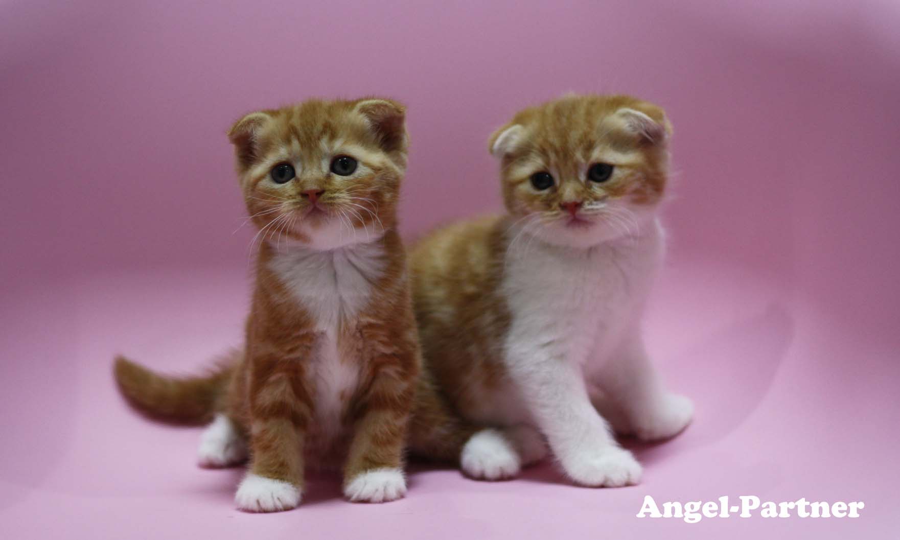 スコティッシュフォールドの子猫画像