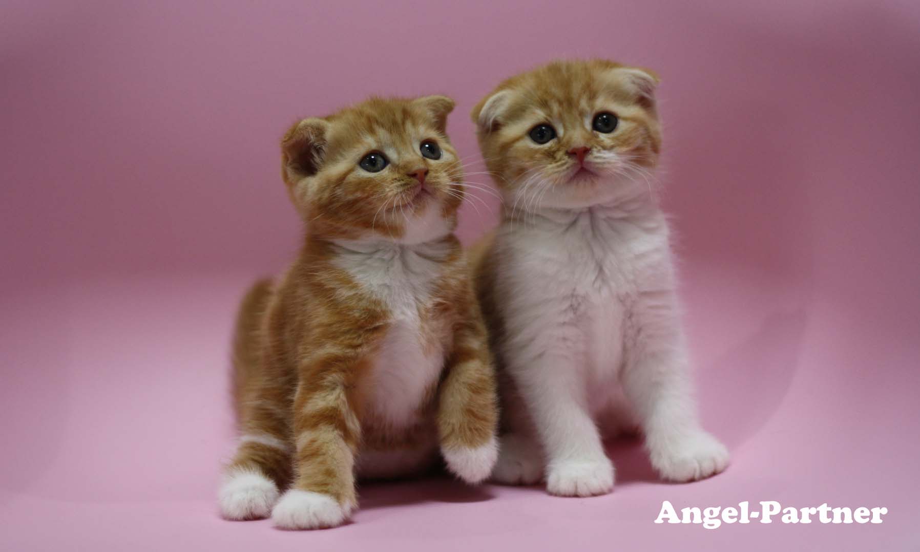 スコティッシュフォールドの子猫画像