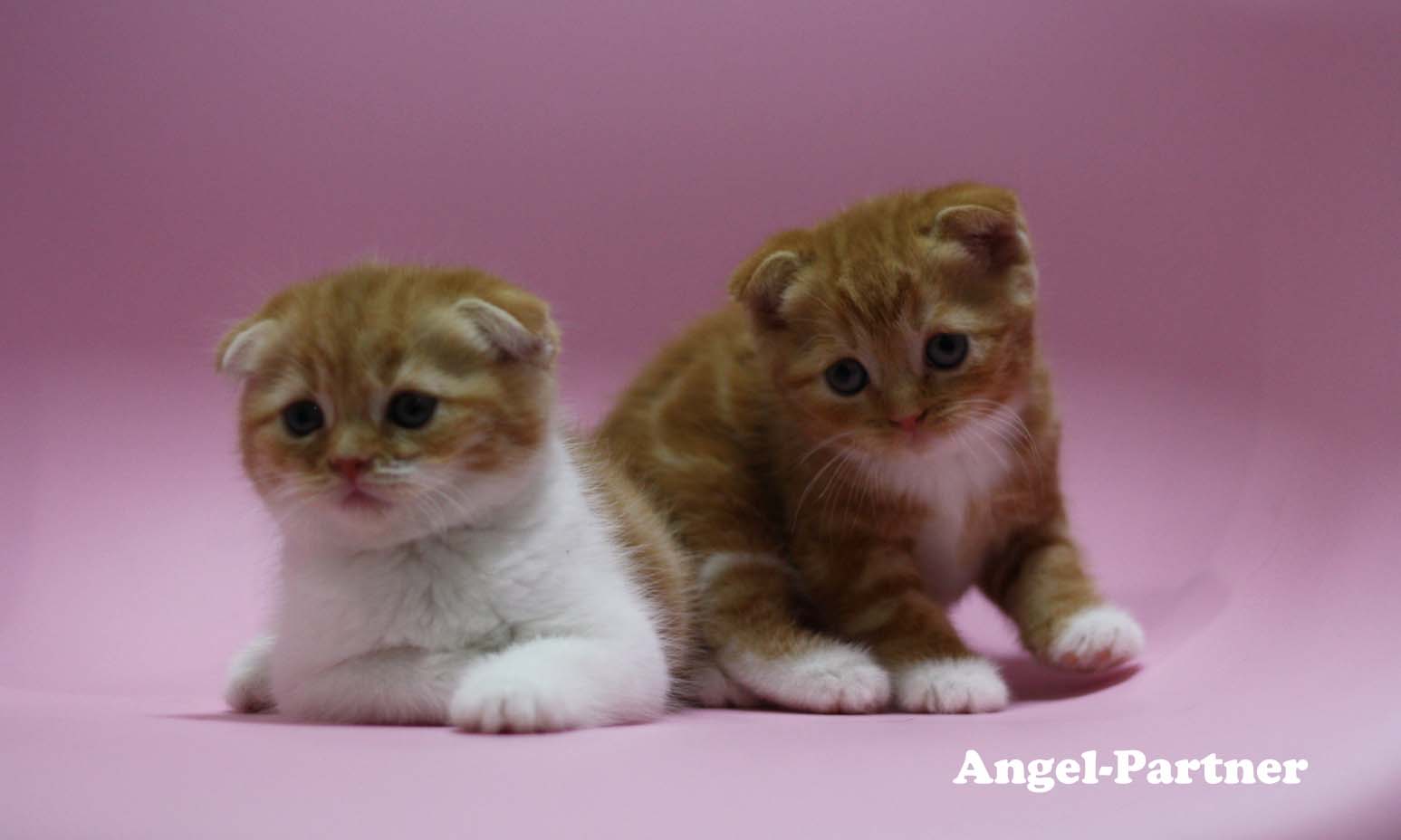 スコティッシュフォールドの子猫画像