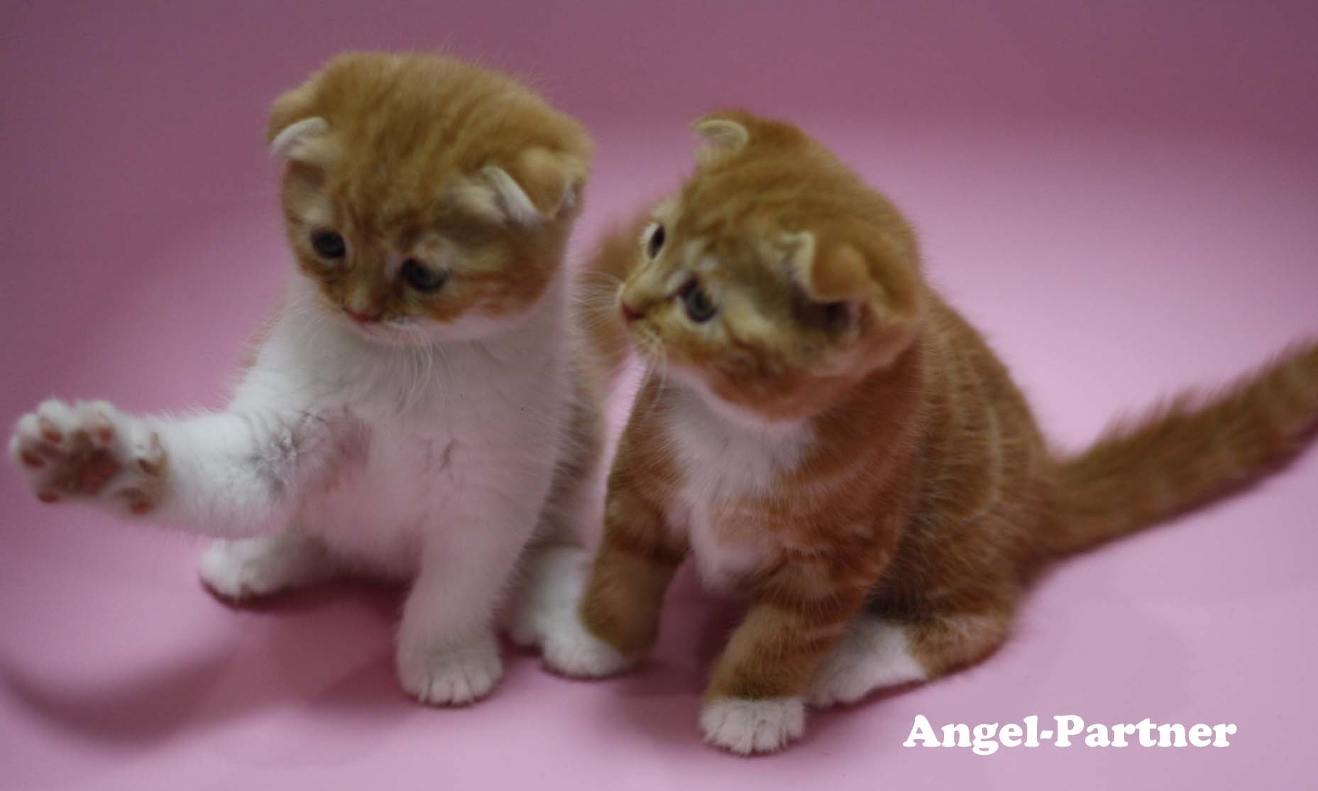 スコティッシュフォールドの子猫画像