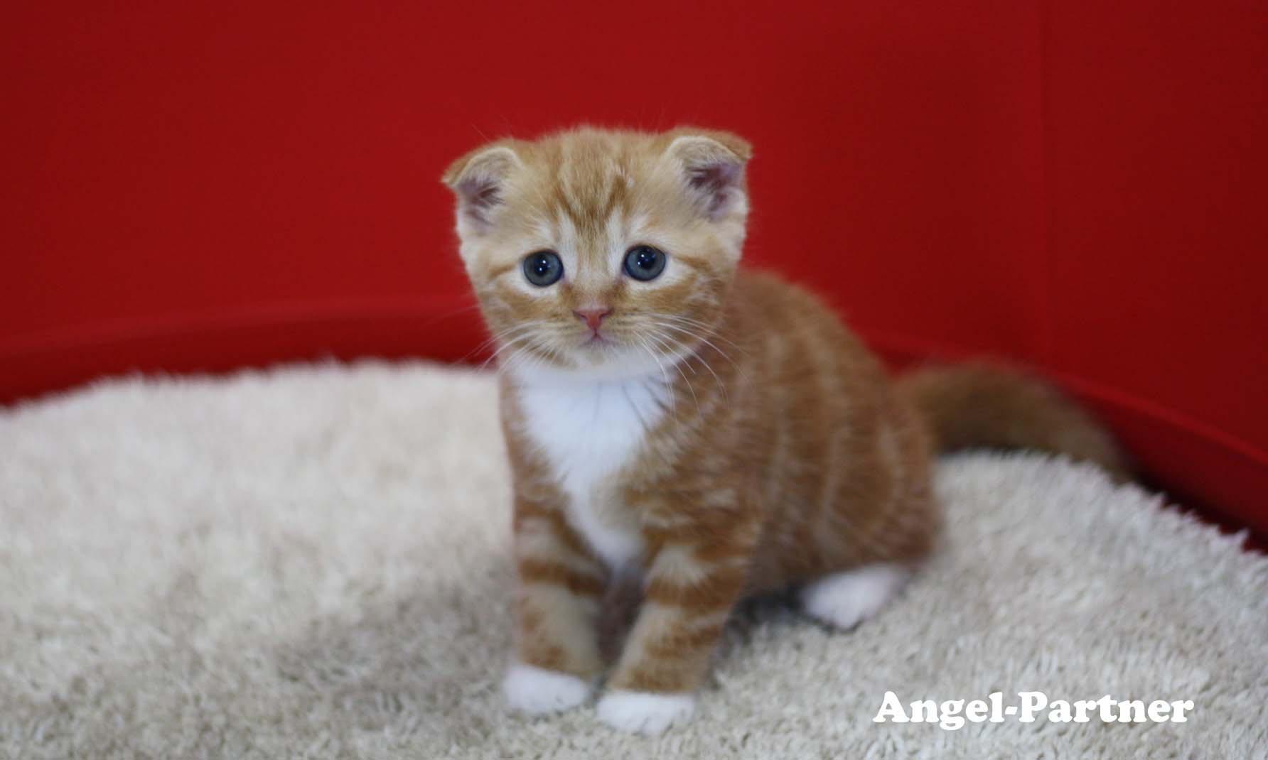 スコティッシュフォールドの子猫画像