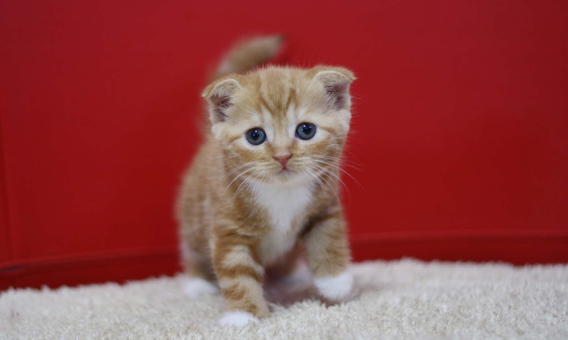 スコティッシュフォールドの子猫画像