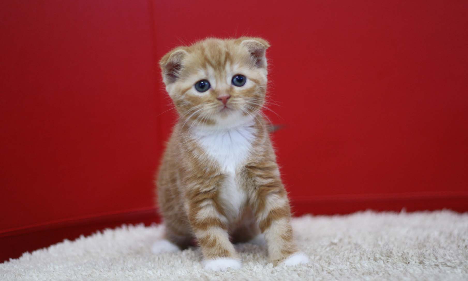 スコティッシュフォールドの子猫画像