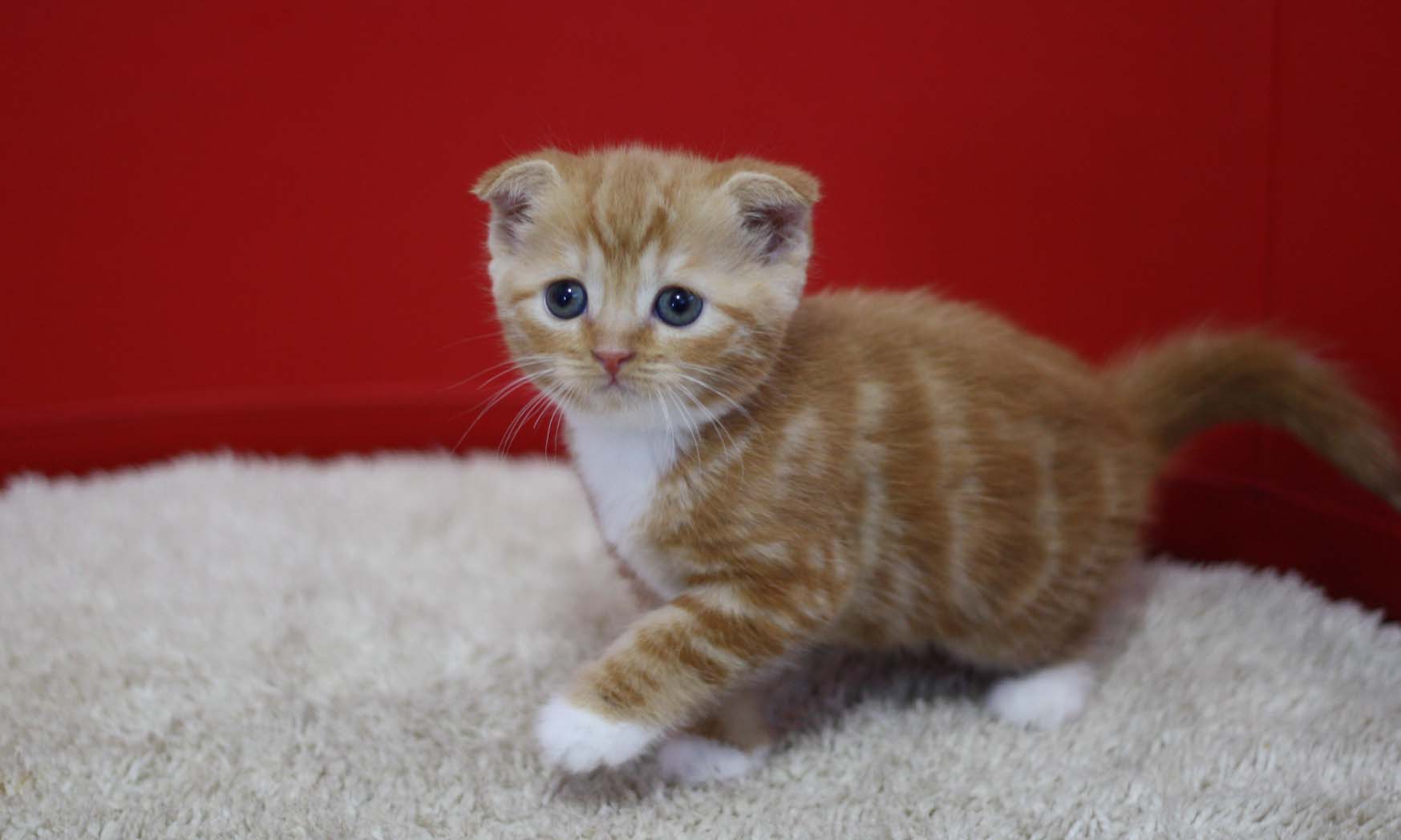 スコティッシュフォールドの子猫画像