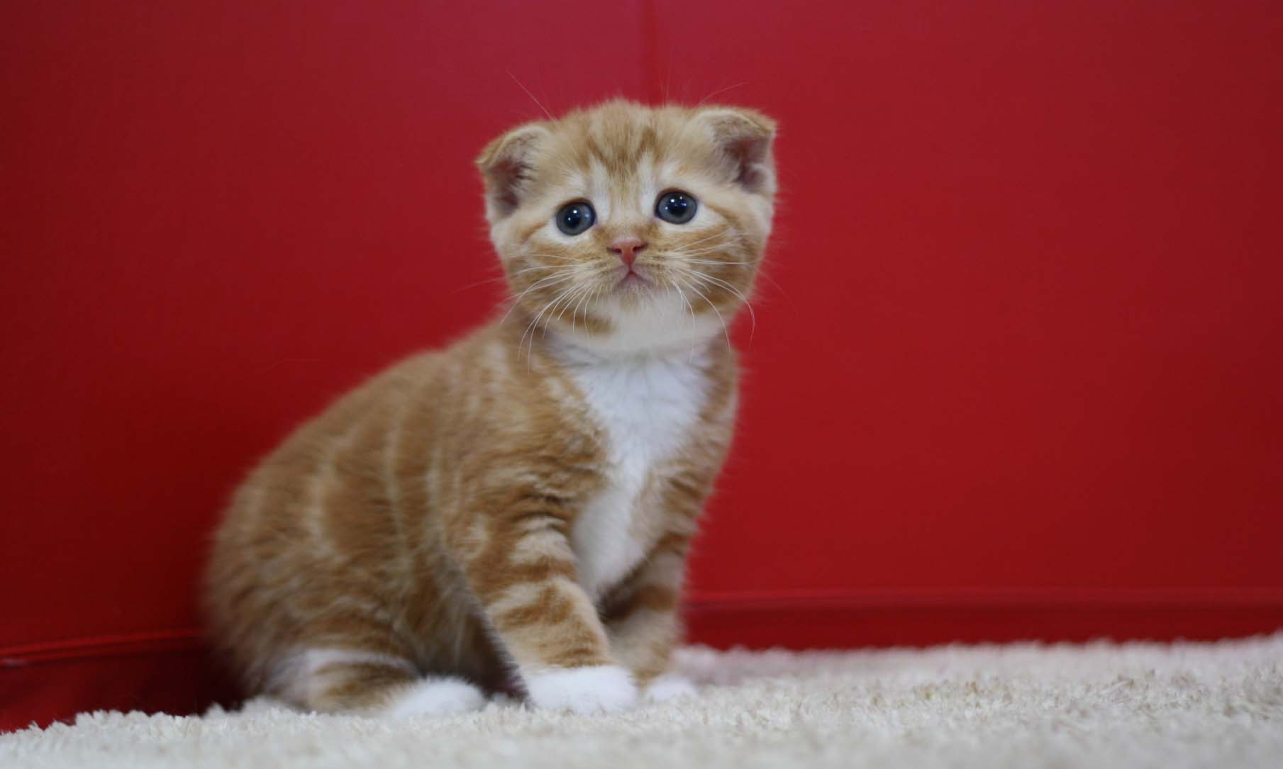 スコティッシュフォールドの子猫画像