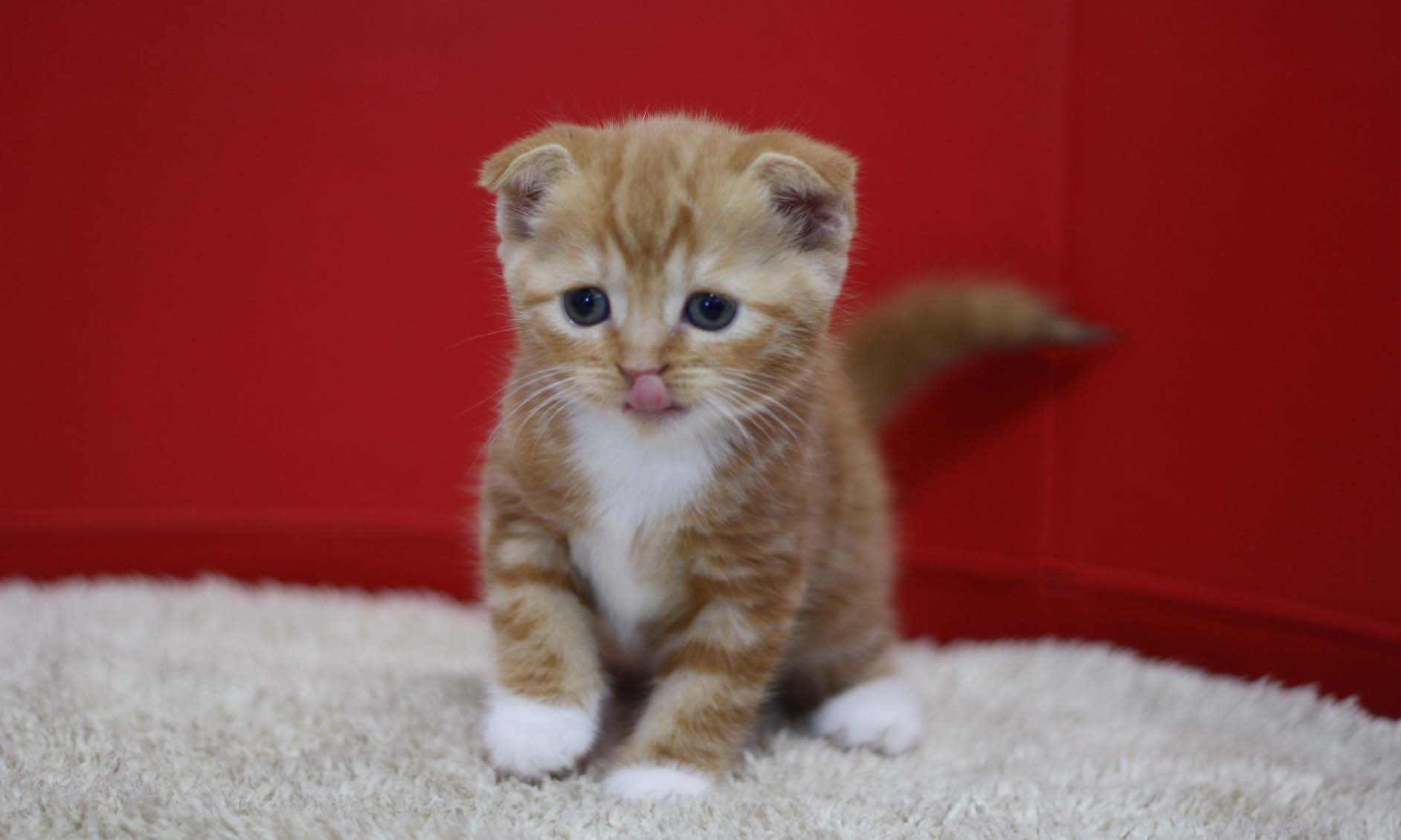スコティッシュフォールドの子猫画像
