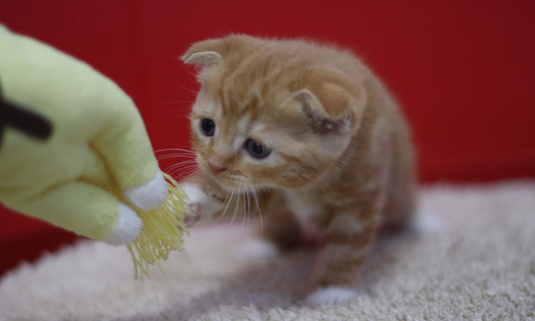 スコティッシュフォールドの子猫画像